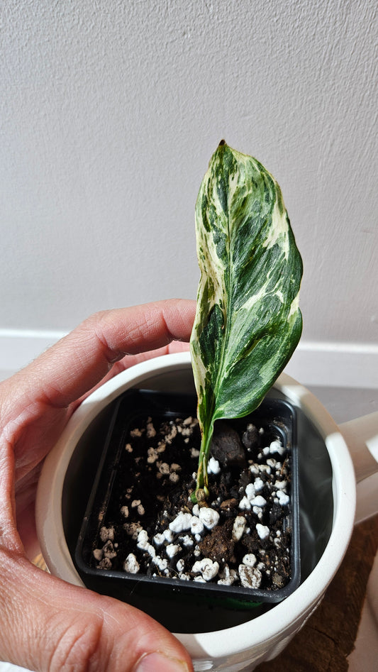 Scindapsus Treubii Dark Form marble "curly leaf" (SCI-1078)