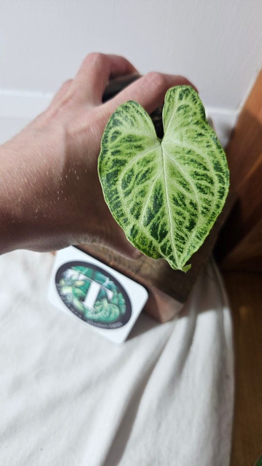 Syngonium Batik (SYN-414)