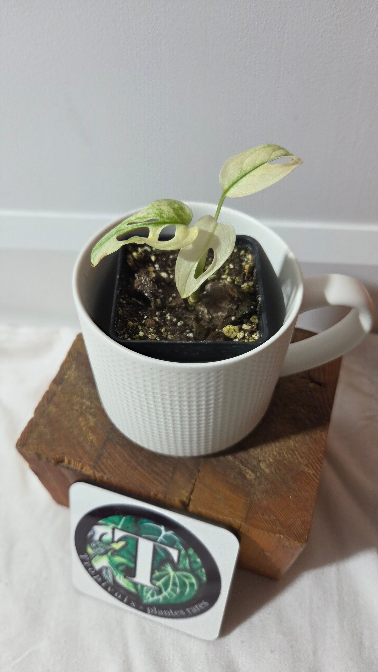 Monstera Andasonii Archipelago Ghost (MON-377)