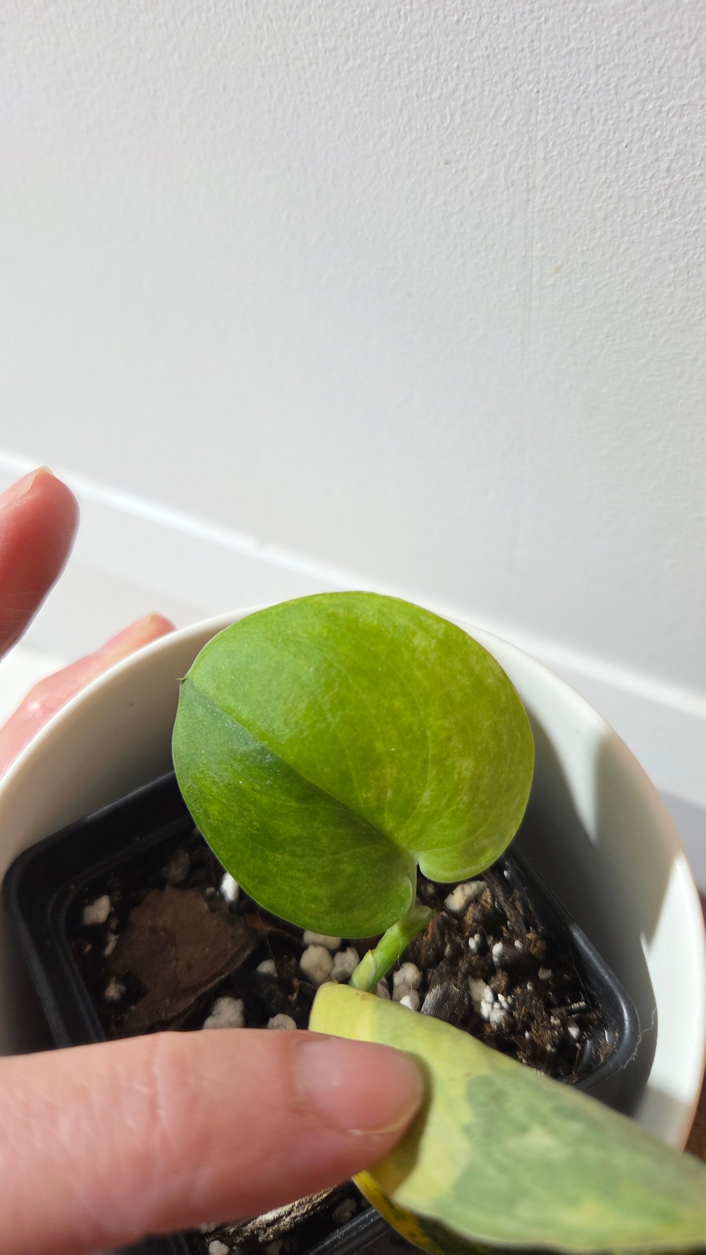 Scindapsus Parahiyangan (SCI-1380)