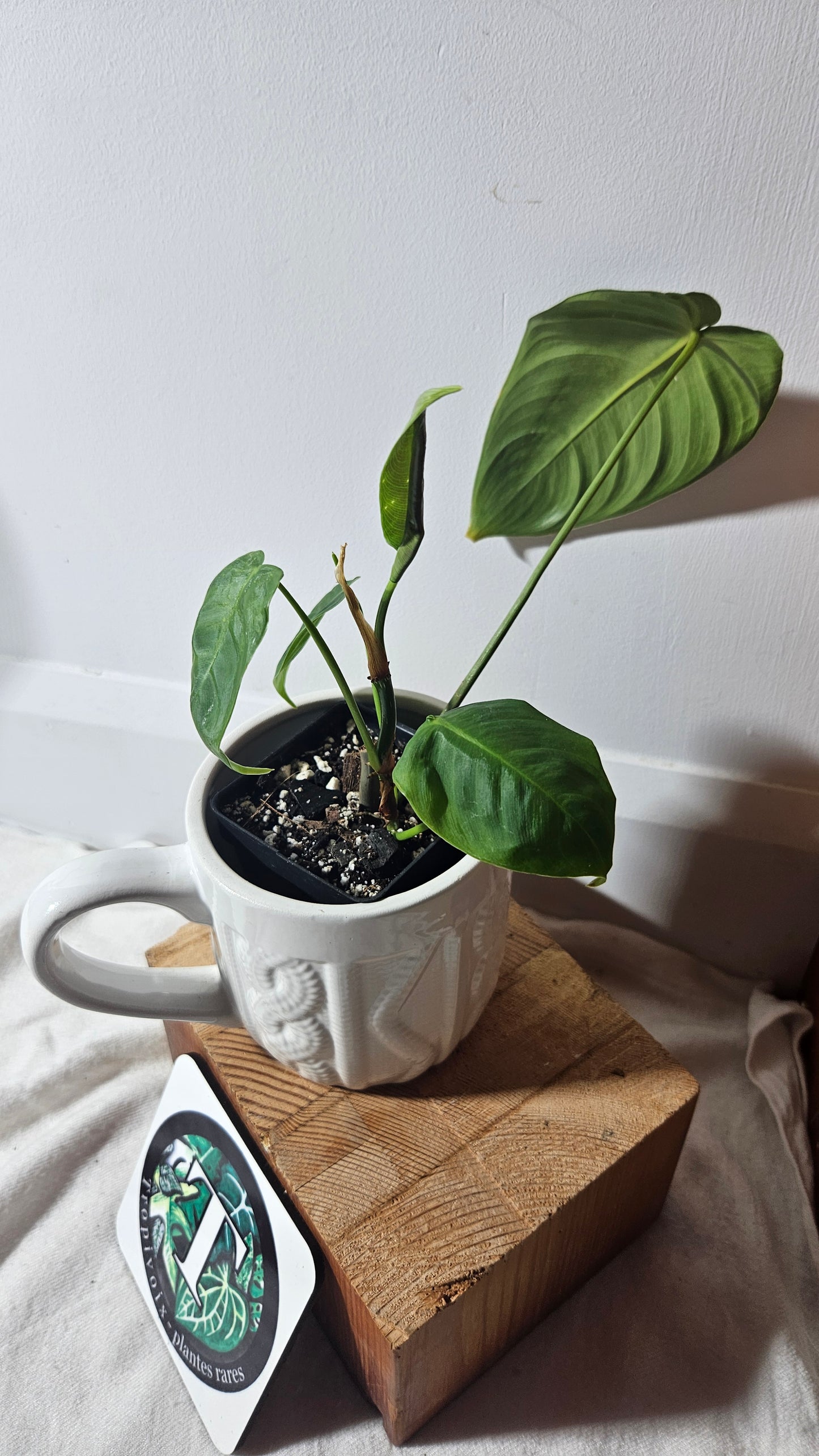 Philodendron Sharoniae (PHI-650)