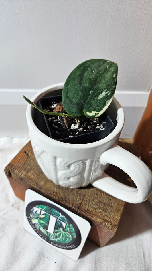 Scindapsus Bunaken (SCI-1290)