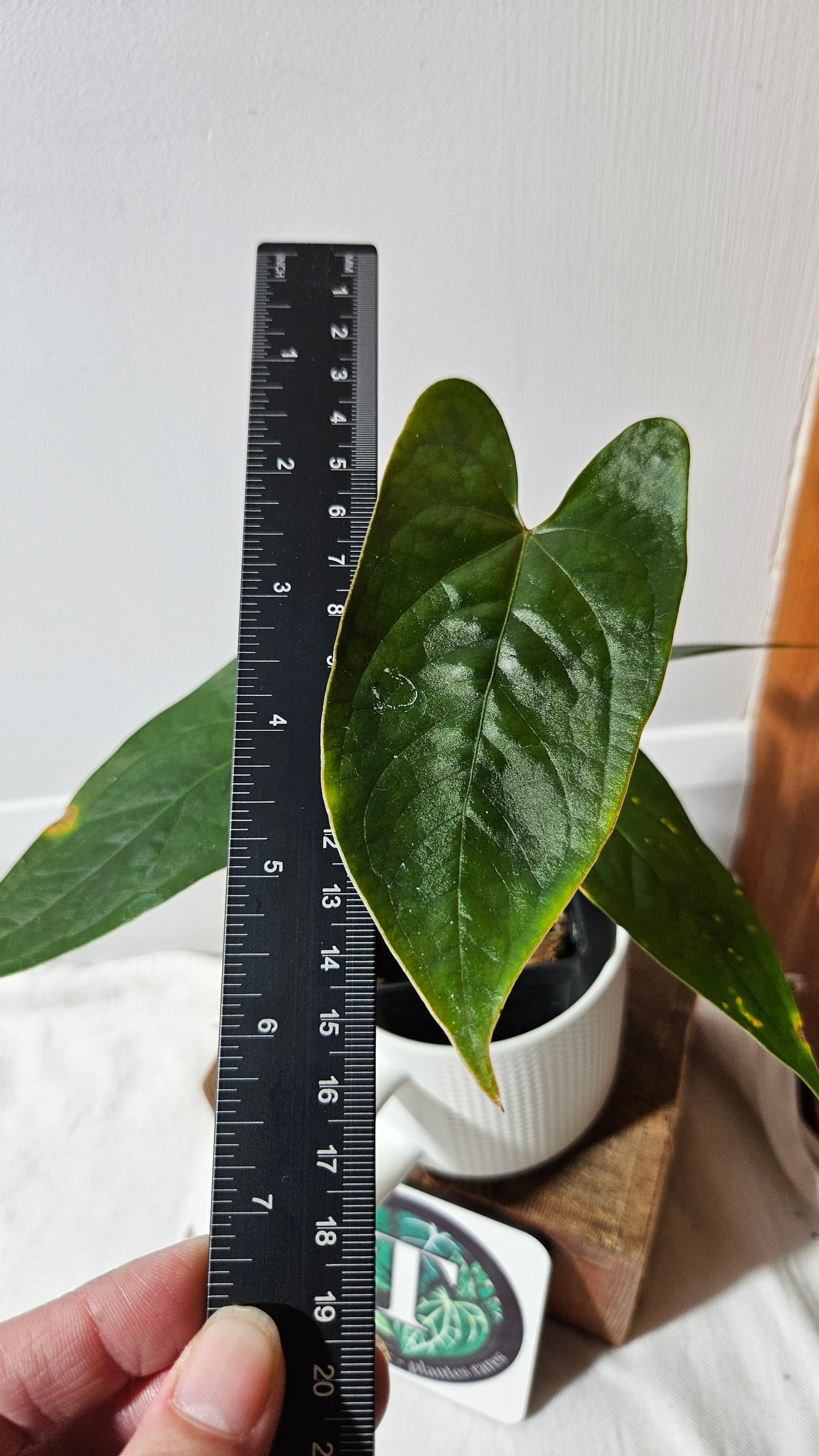 Anthurium Magnificum X AOS X Napo "format MOYEN" (ANT-637)