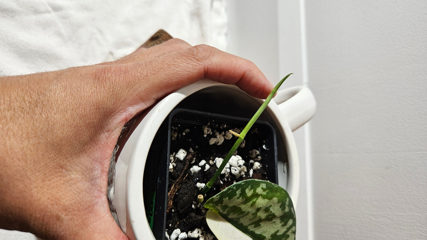 Scindapsus Mayari (SCI-1298)