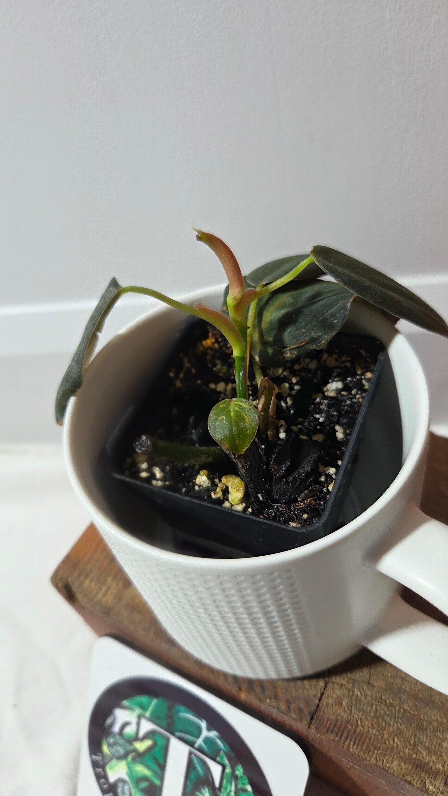 Philodendron Gigas (PHI-970)