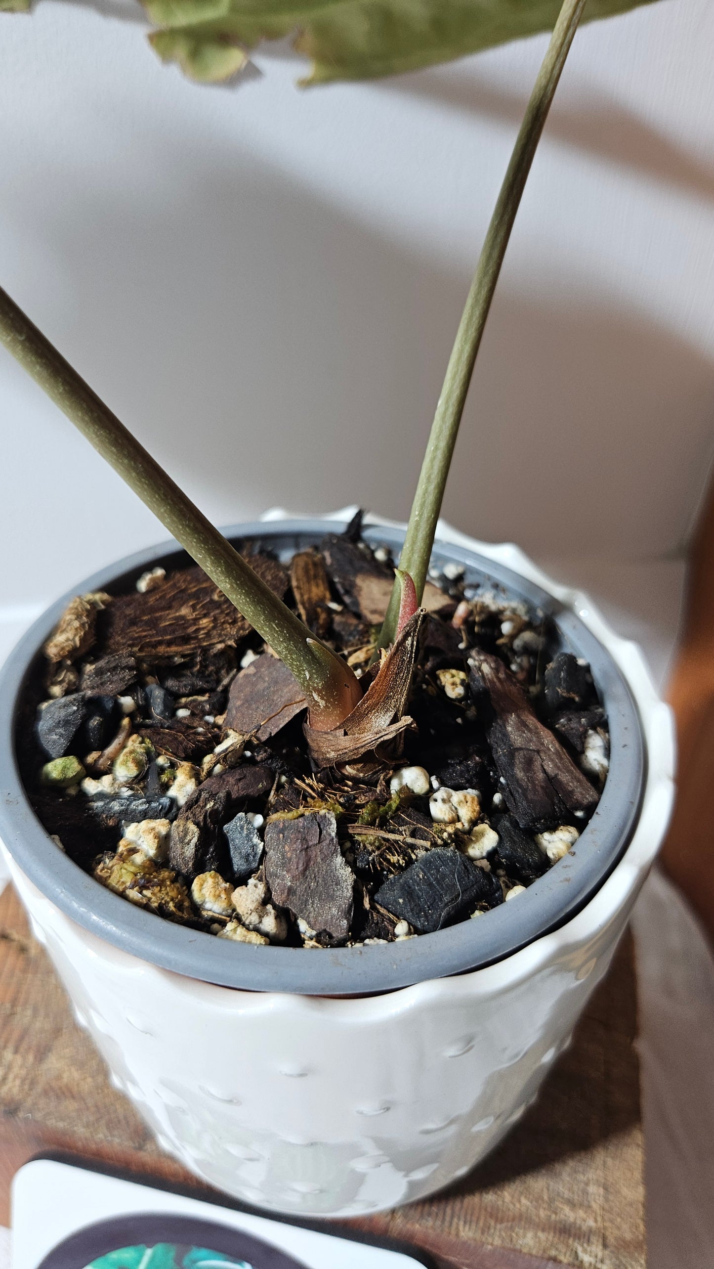 Anthurium Besseae Aff Super Round "MEDIUM Format" (ANT-207)