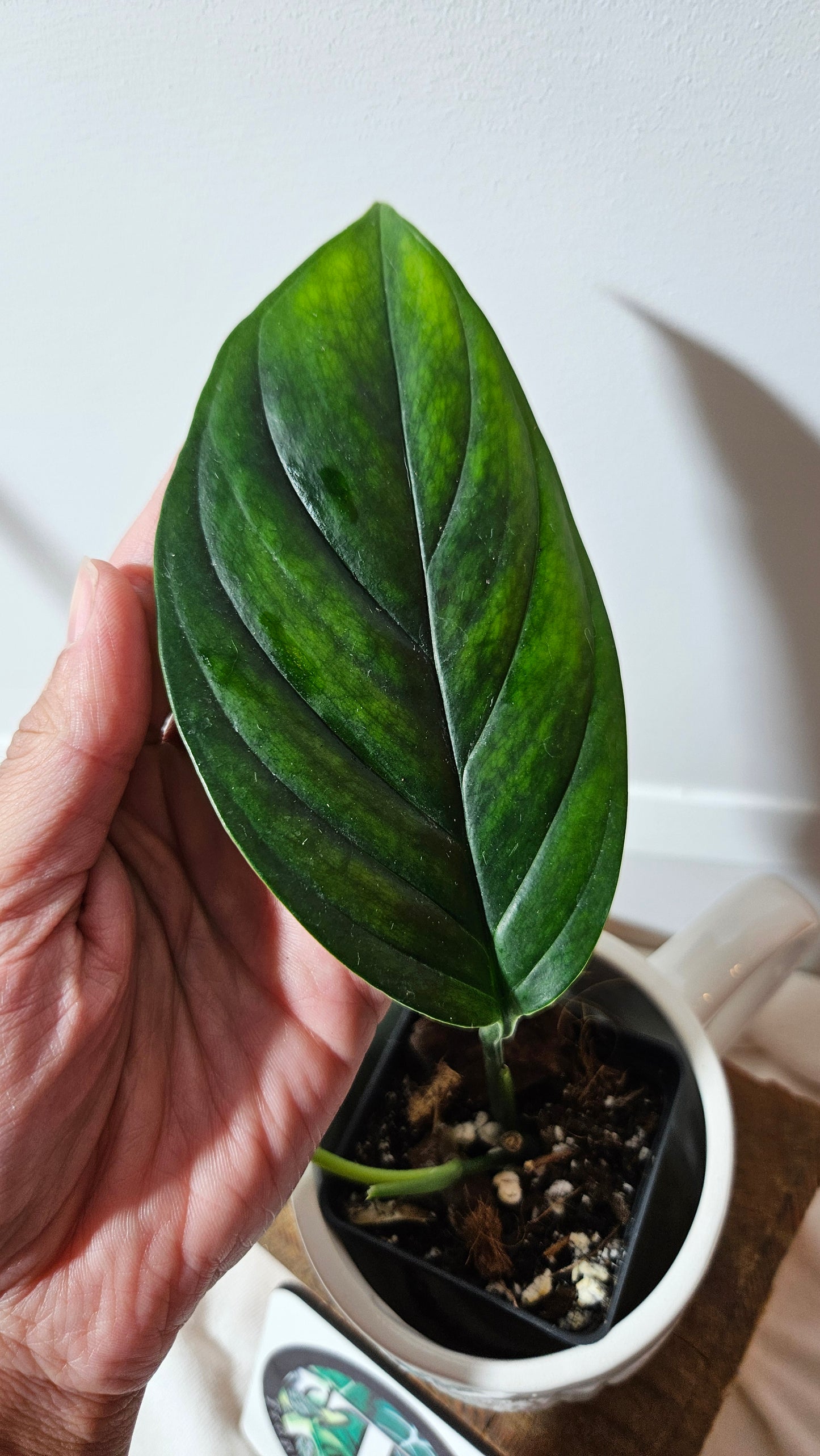 Monstera Obliqua Aff Black Stripes  (MON-234)