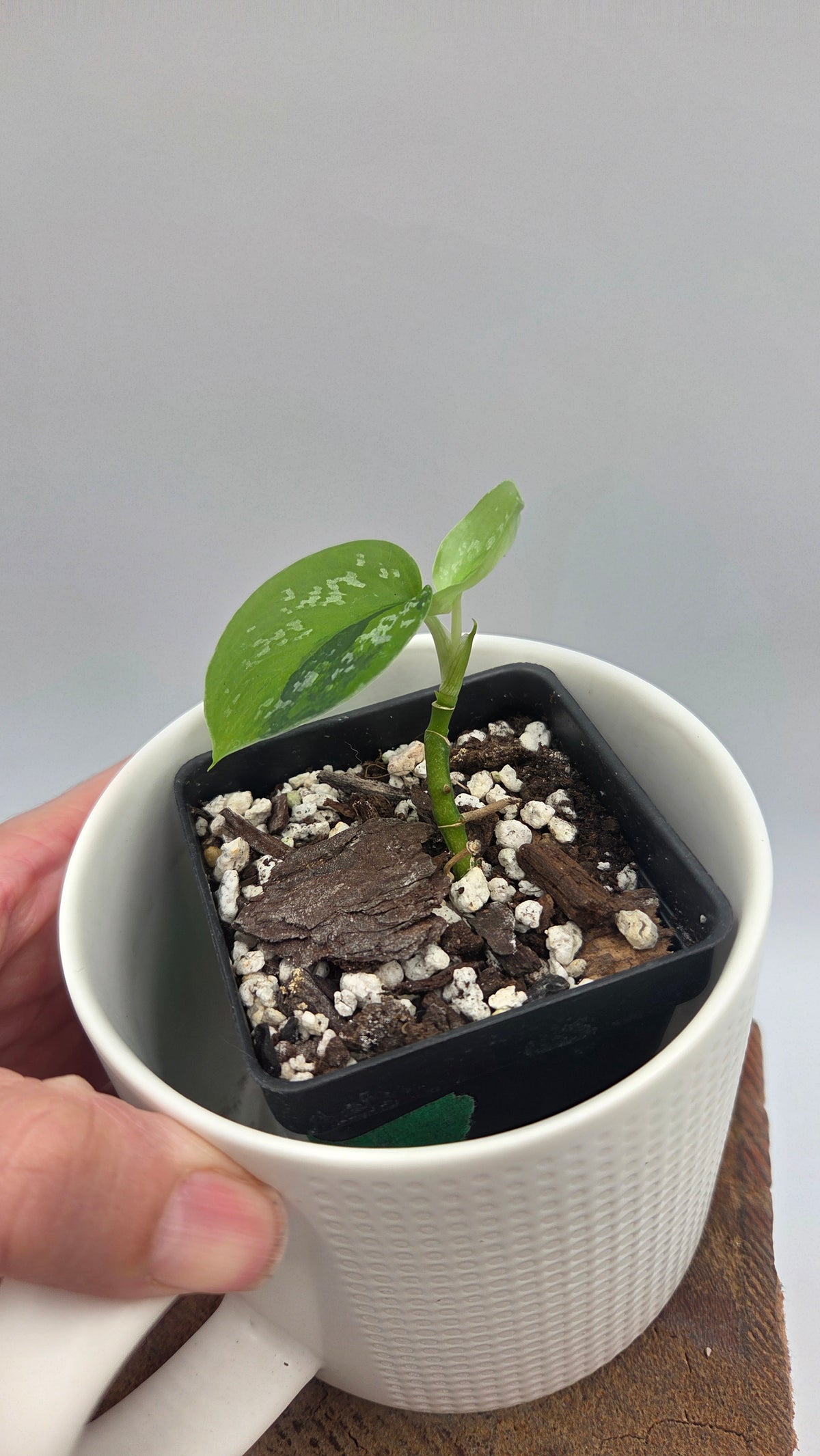 Scindapsus Sentarum (SCI-1530)