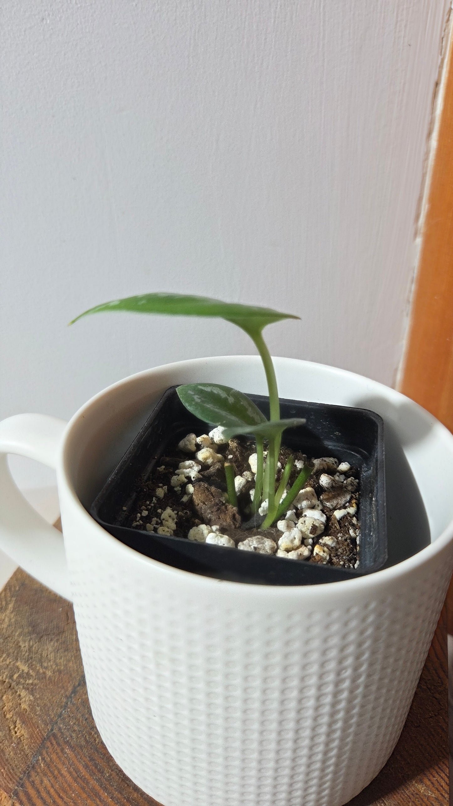 Scindapsus Dark Tricolore (SCI-1357)