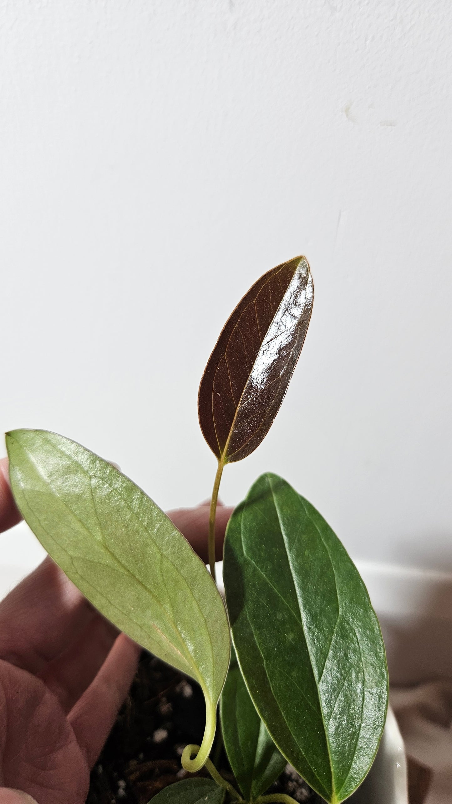 Anthurium Lingua "Format PETIT" (ANT-211)