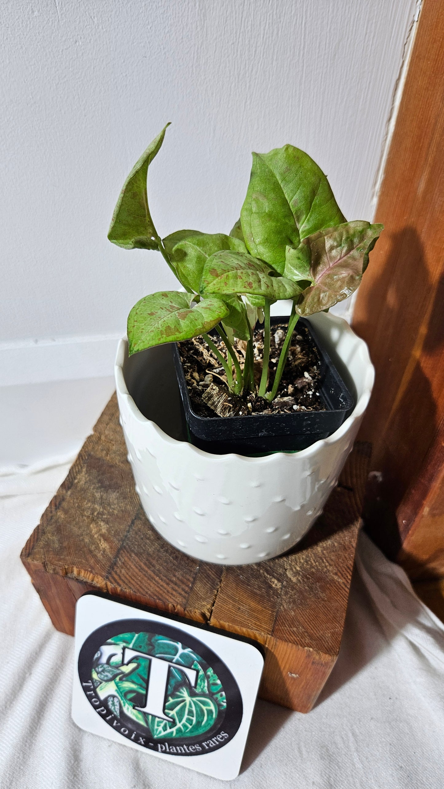 Syngonium Milk Confetti (SYN-453)