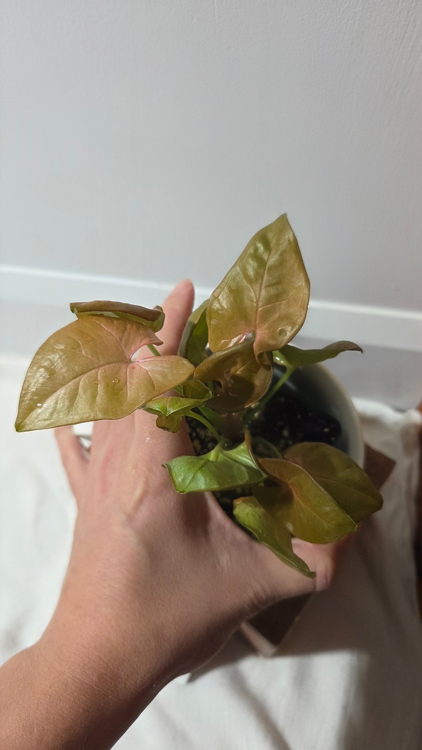 Syngonium Pink Neon Robusta (SYN-496)