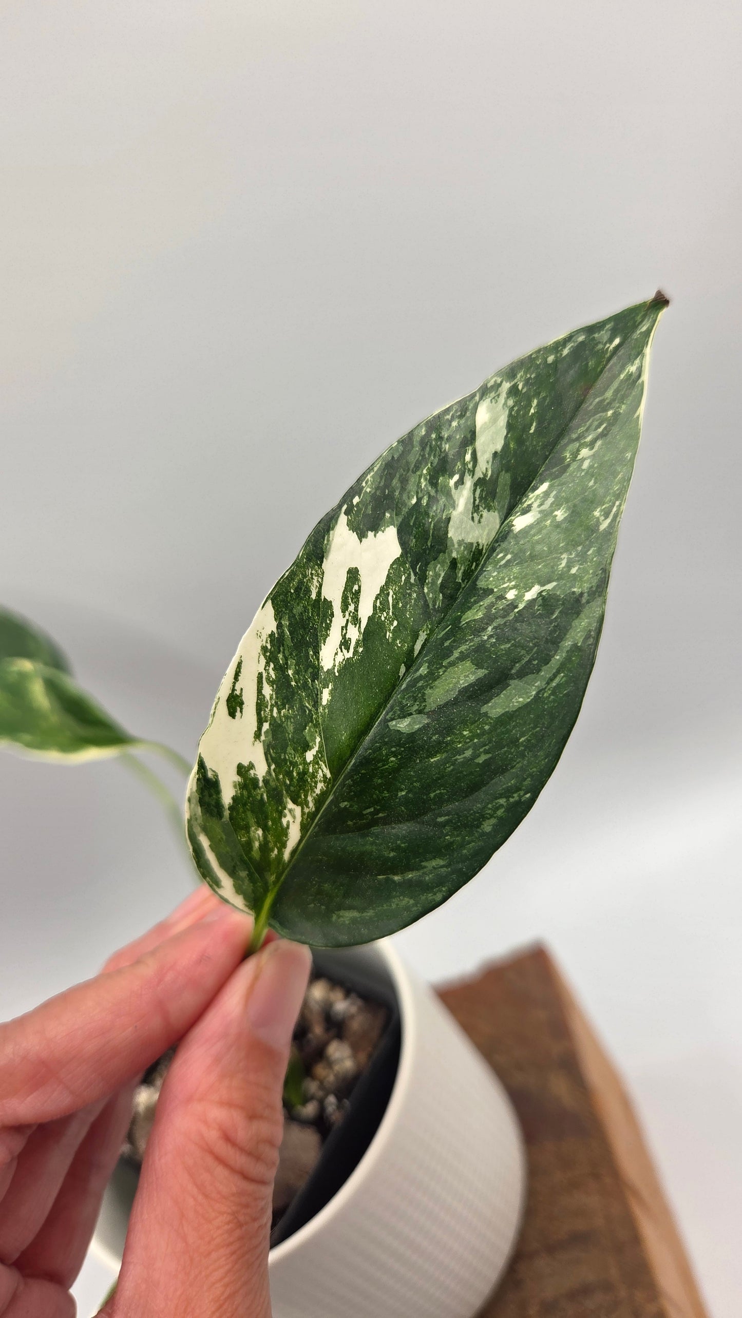 Epipremnum pinnatum Albo (EPI-250)