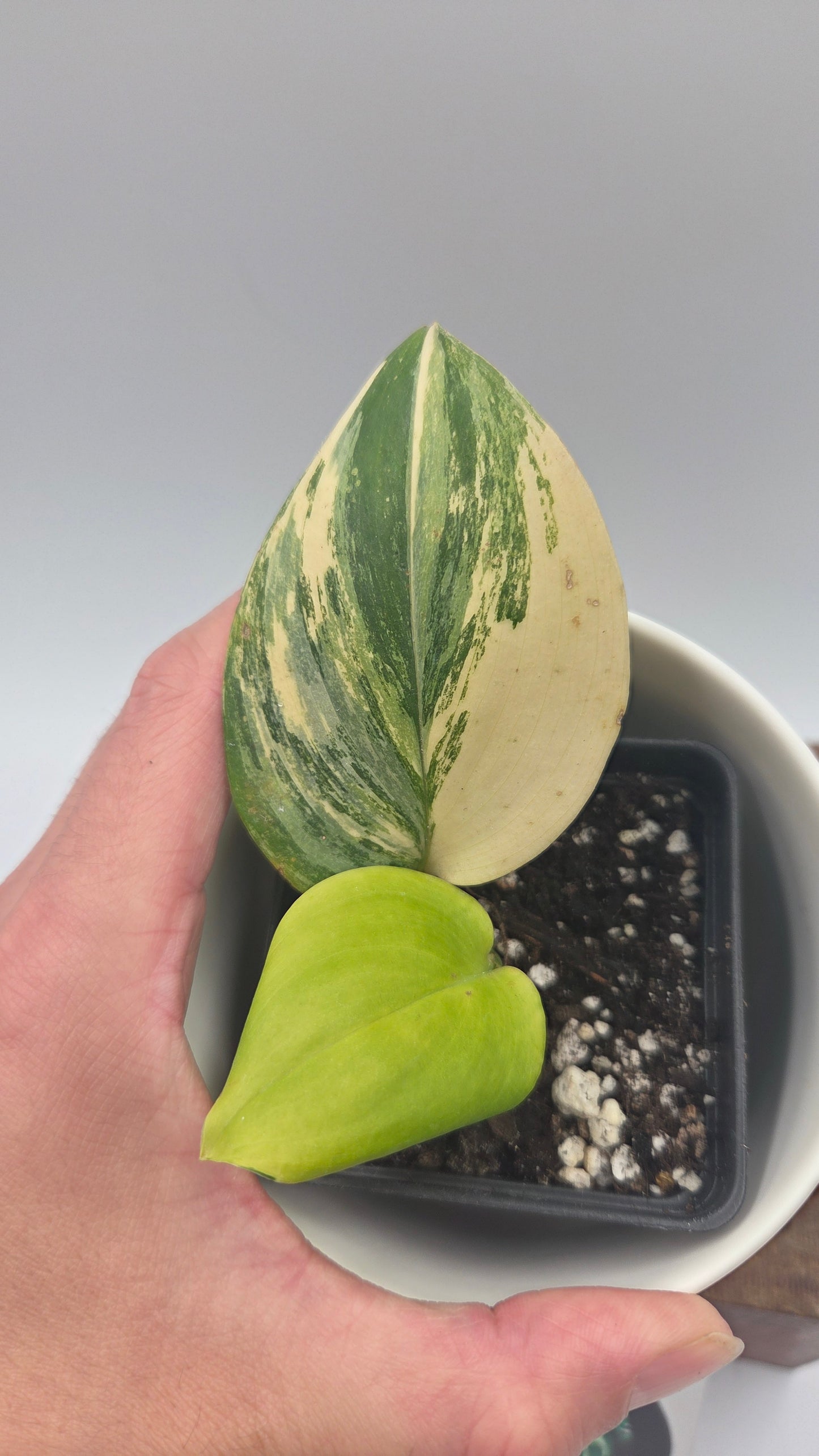 Scindapsus Rubicon (SCI-1471)