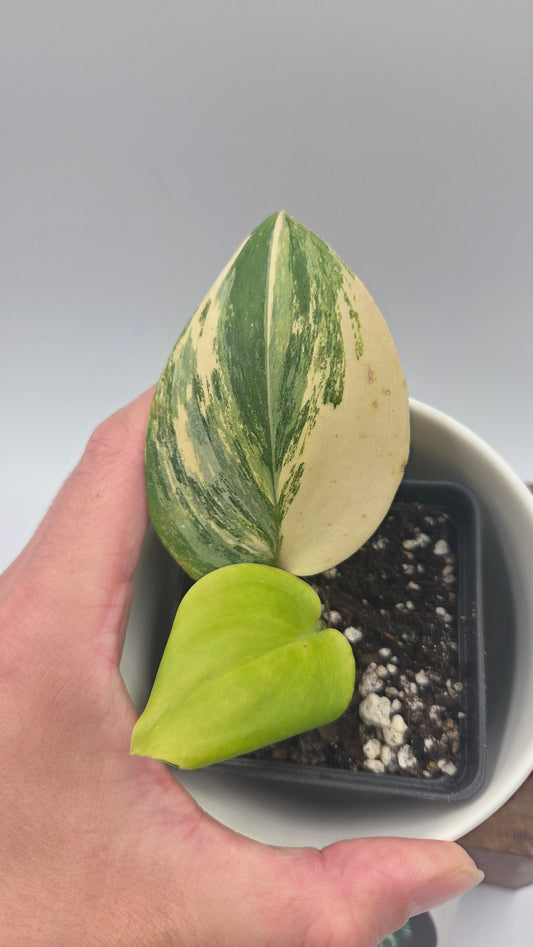 Scindapsus Rubicon (SCI-1471)