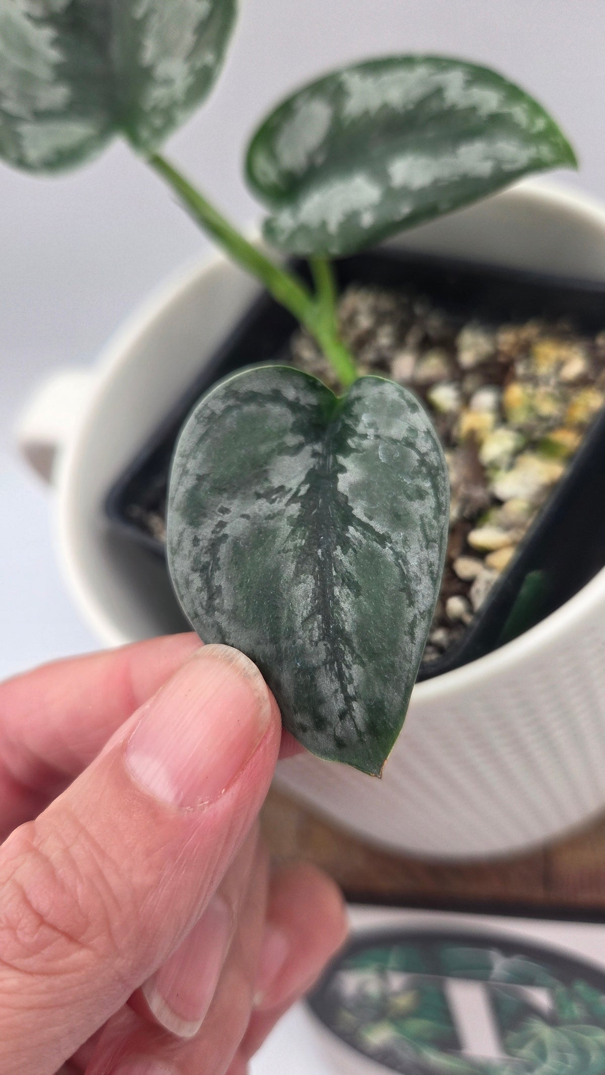 Scindapsus Dark Tricolore (SCI-1221)