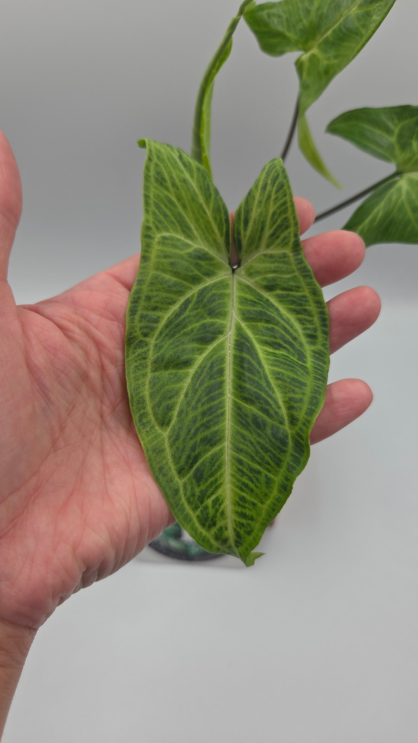 Syngonium Batik (SYN-499)