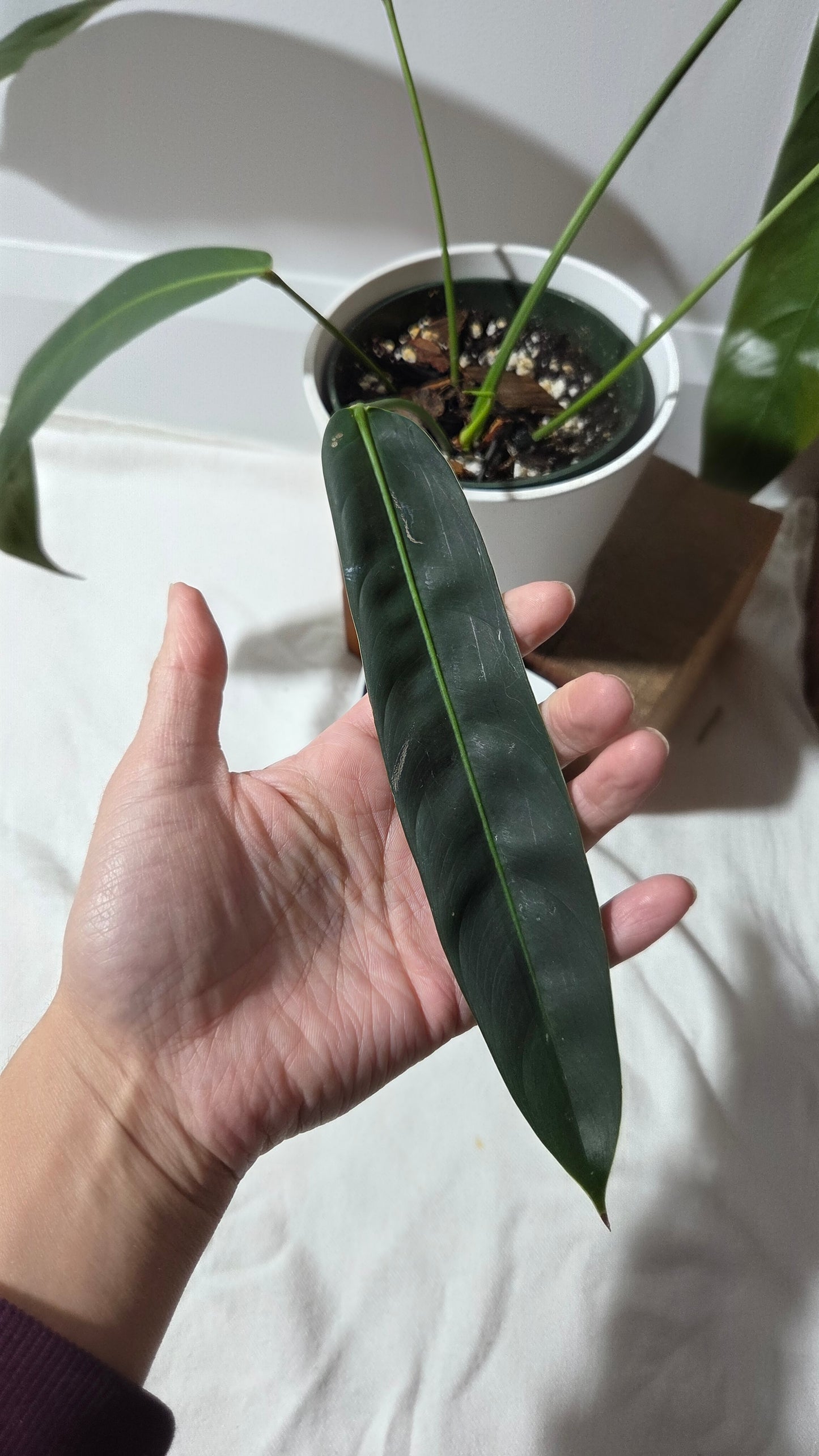 Philodendron Patriciae Black (PHI-984)