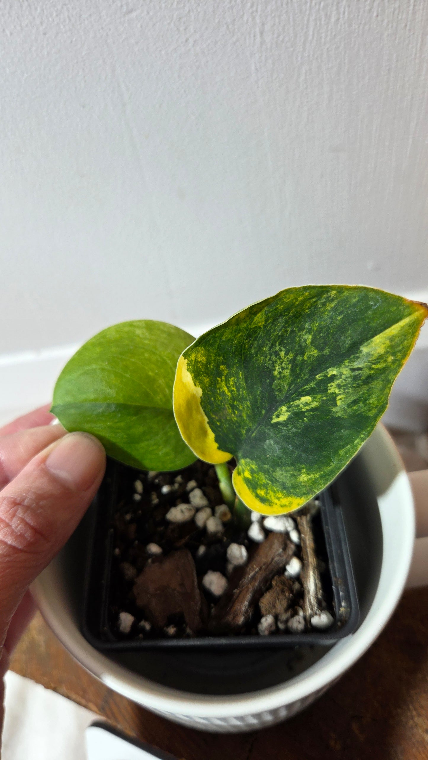 Scindapsus Parahiyangan (SCI-1380)