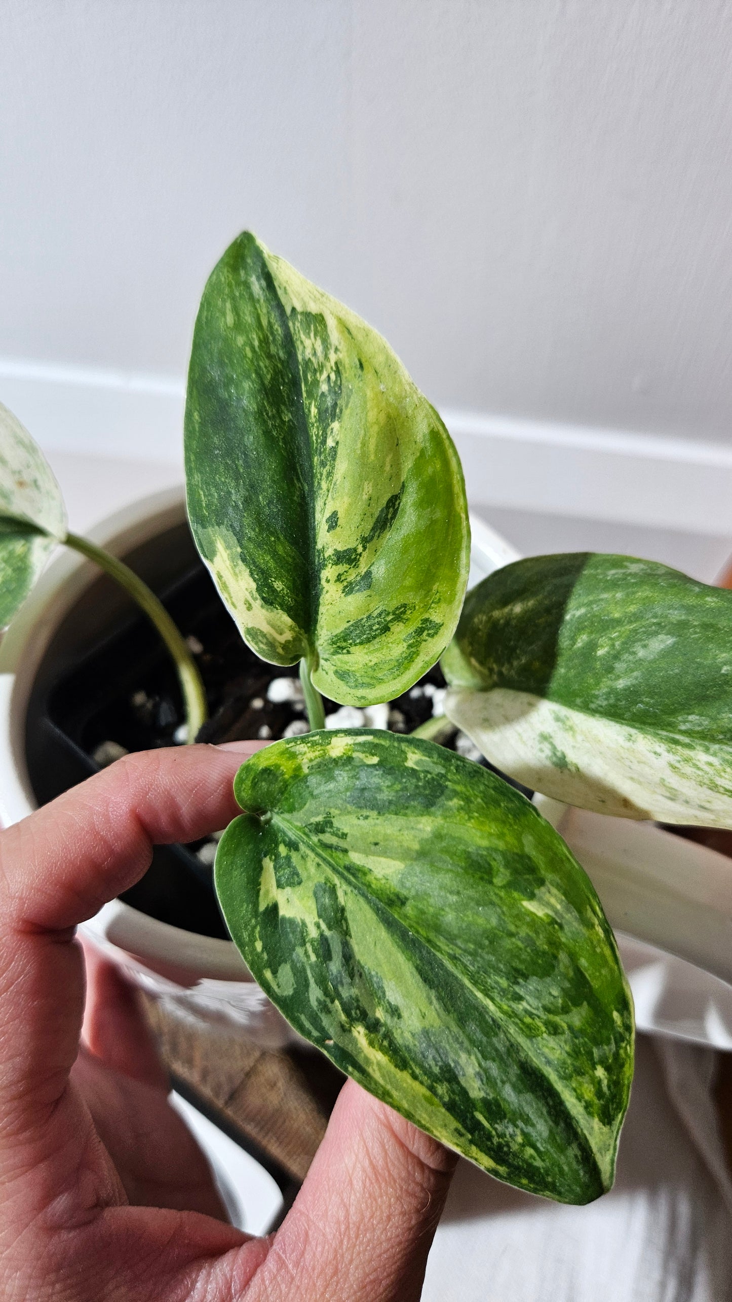 Scindapsus Silver Splash Tricolore (SCI-1288)