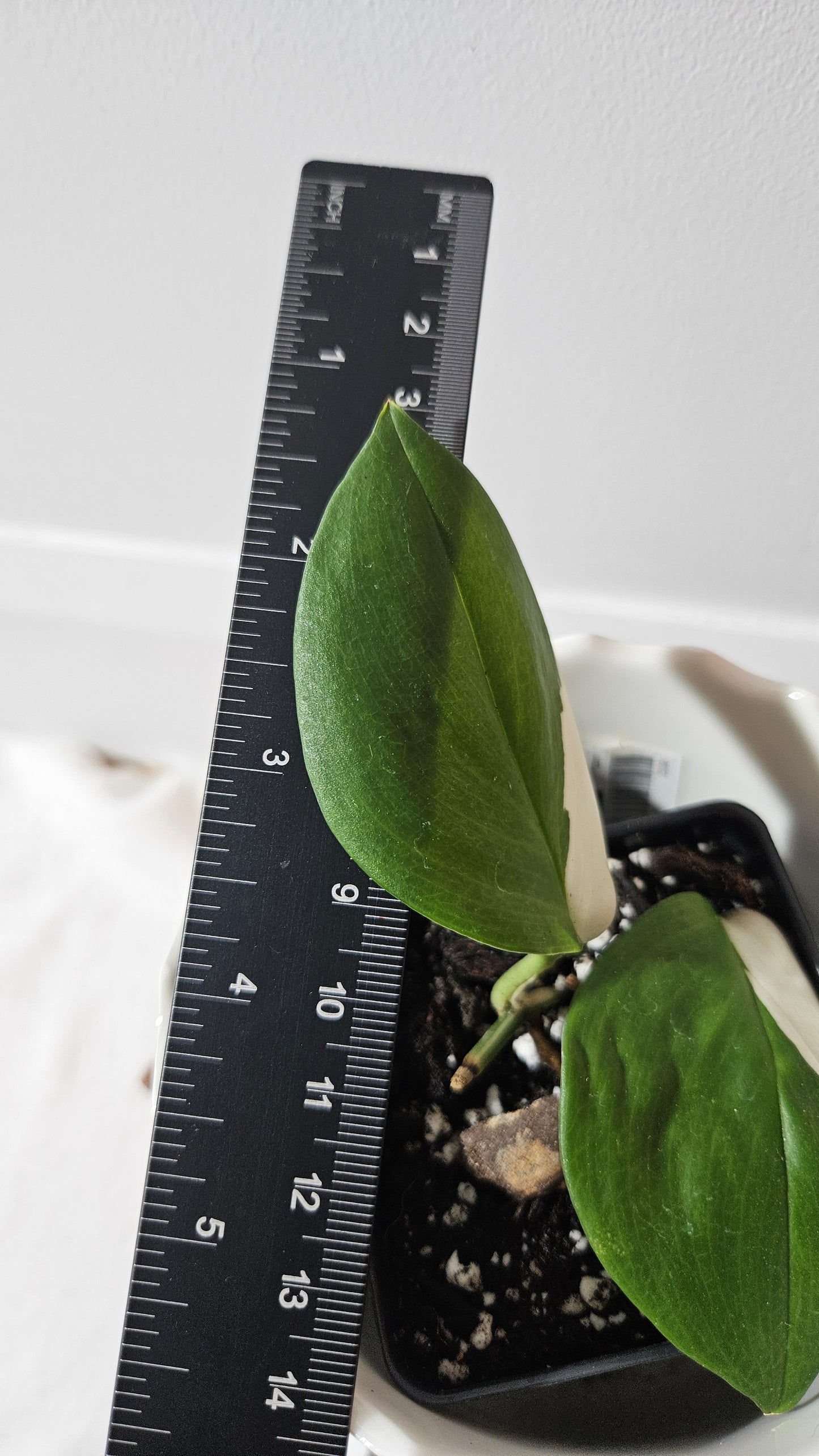 Scindapsus Moonlight Albo (SCI-977)