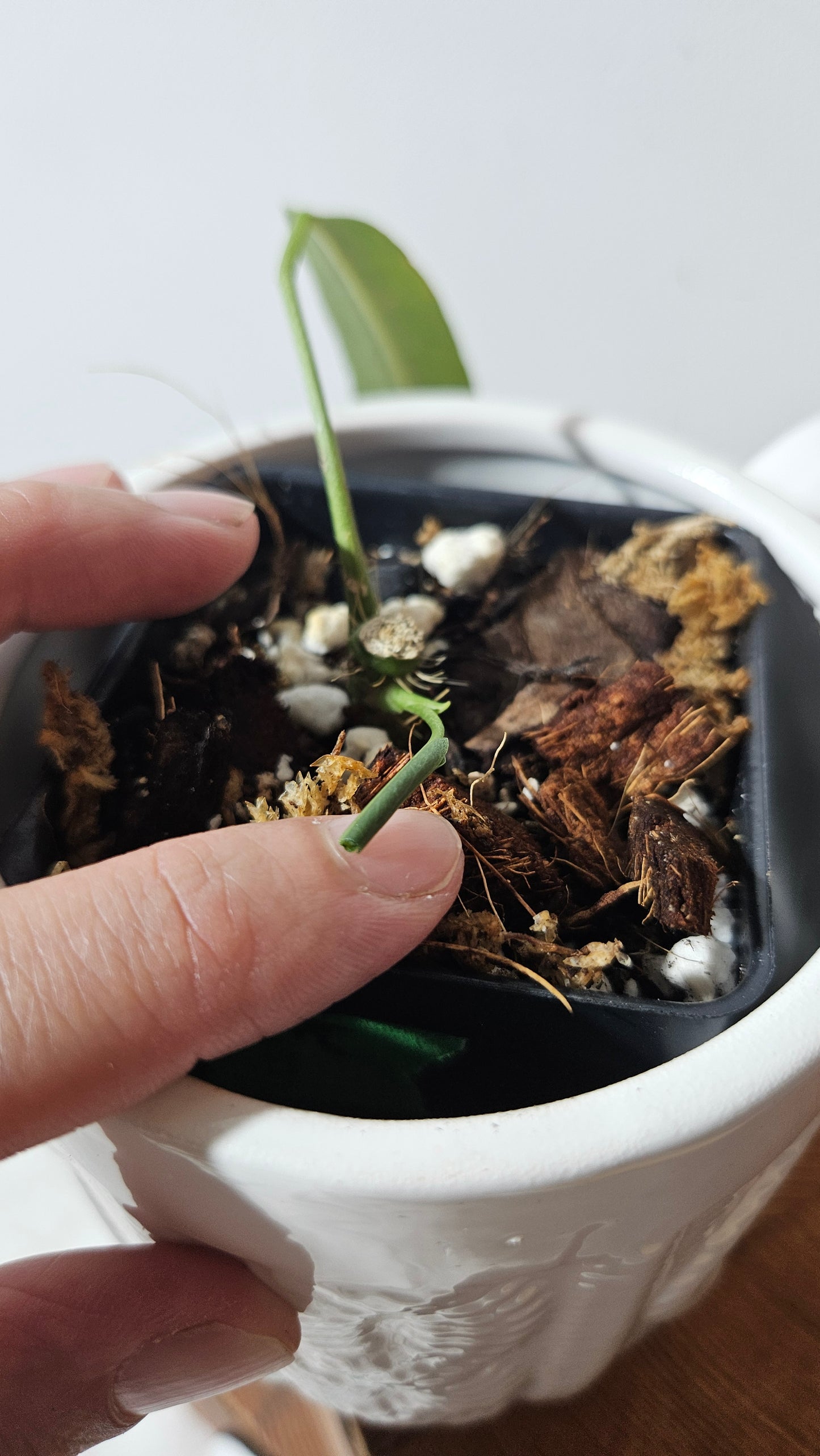 Anthurium Pallidiflorum Narrow "format MEDIUM"(ANT-163)