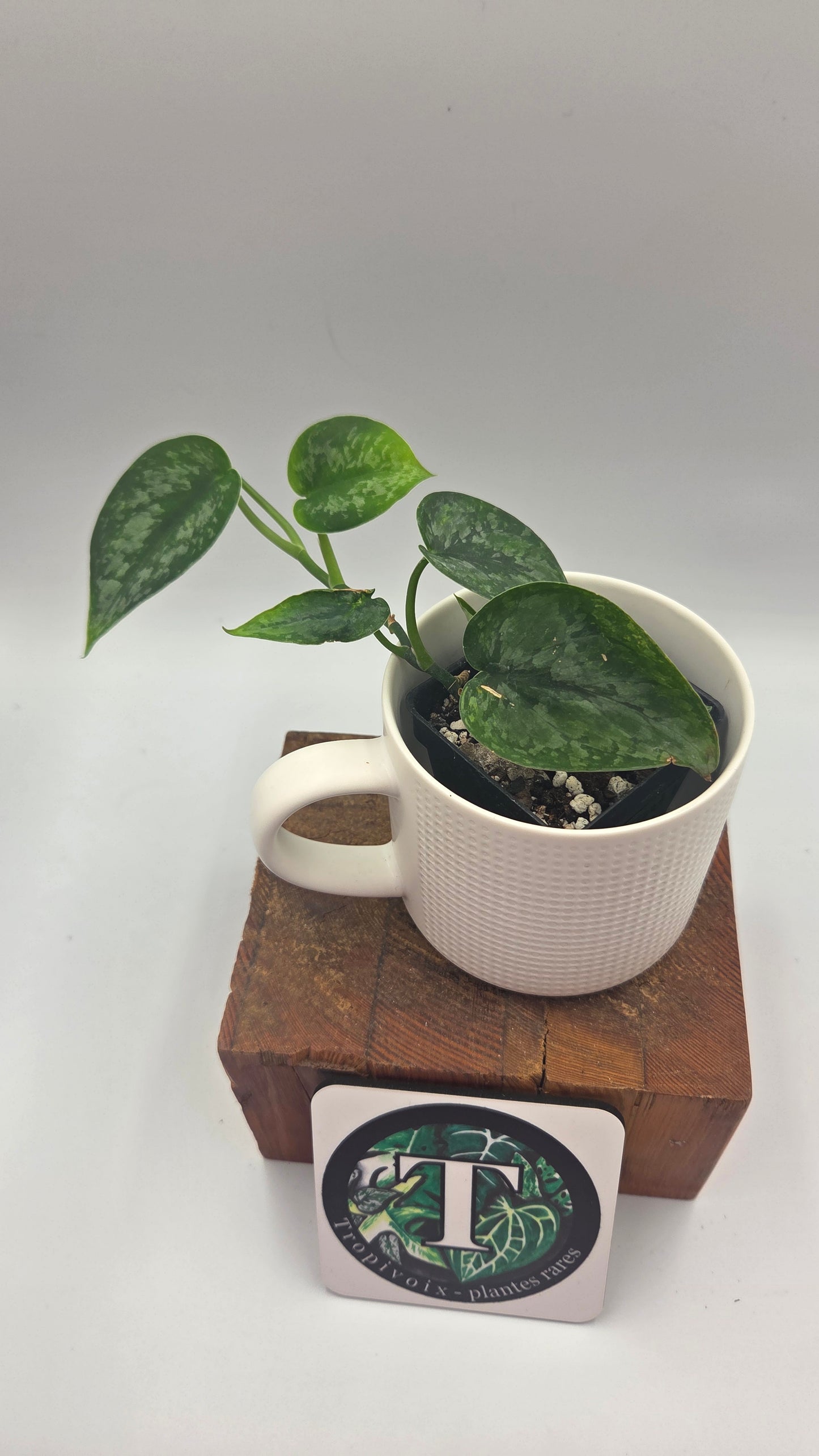 Scindapsus Léopard Variegata (SCI-1194)