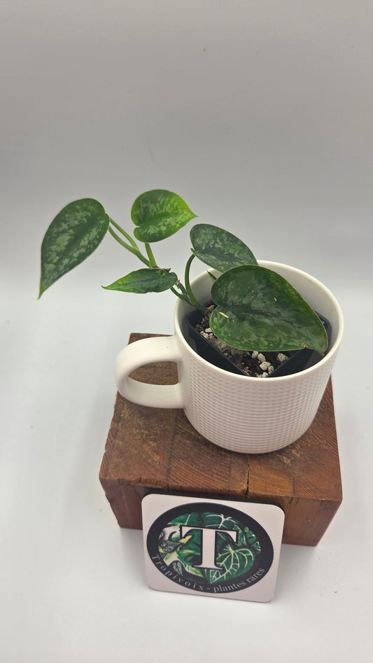 Scindapsus Léopard Variegata (SCI-1194)