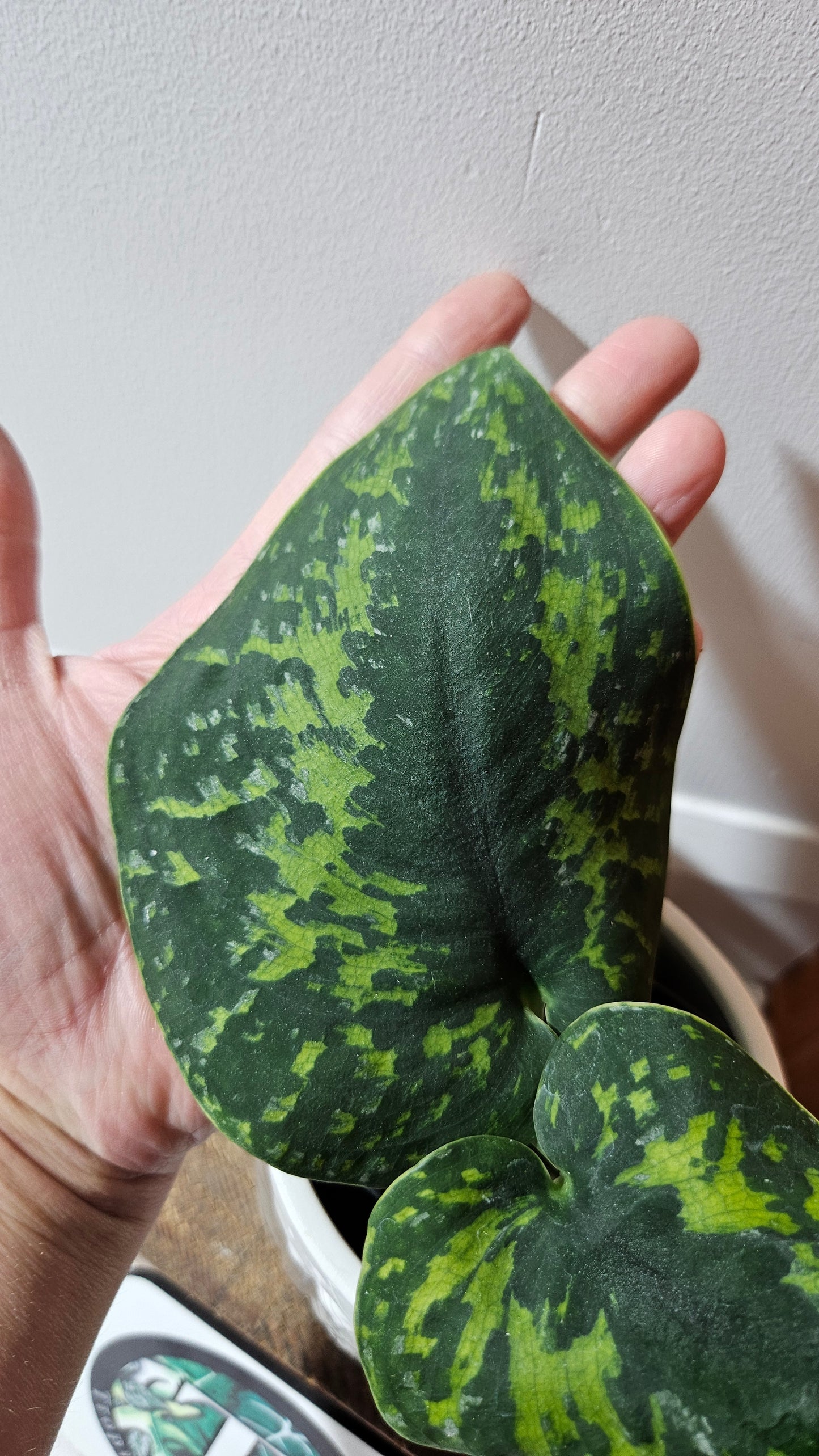 Scindapsus Macan (SCI-1111)