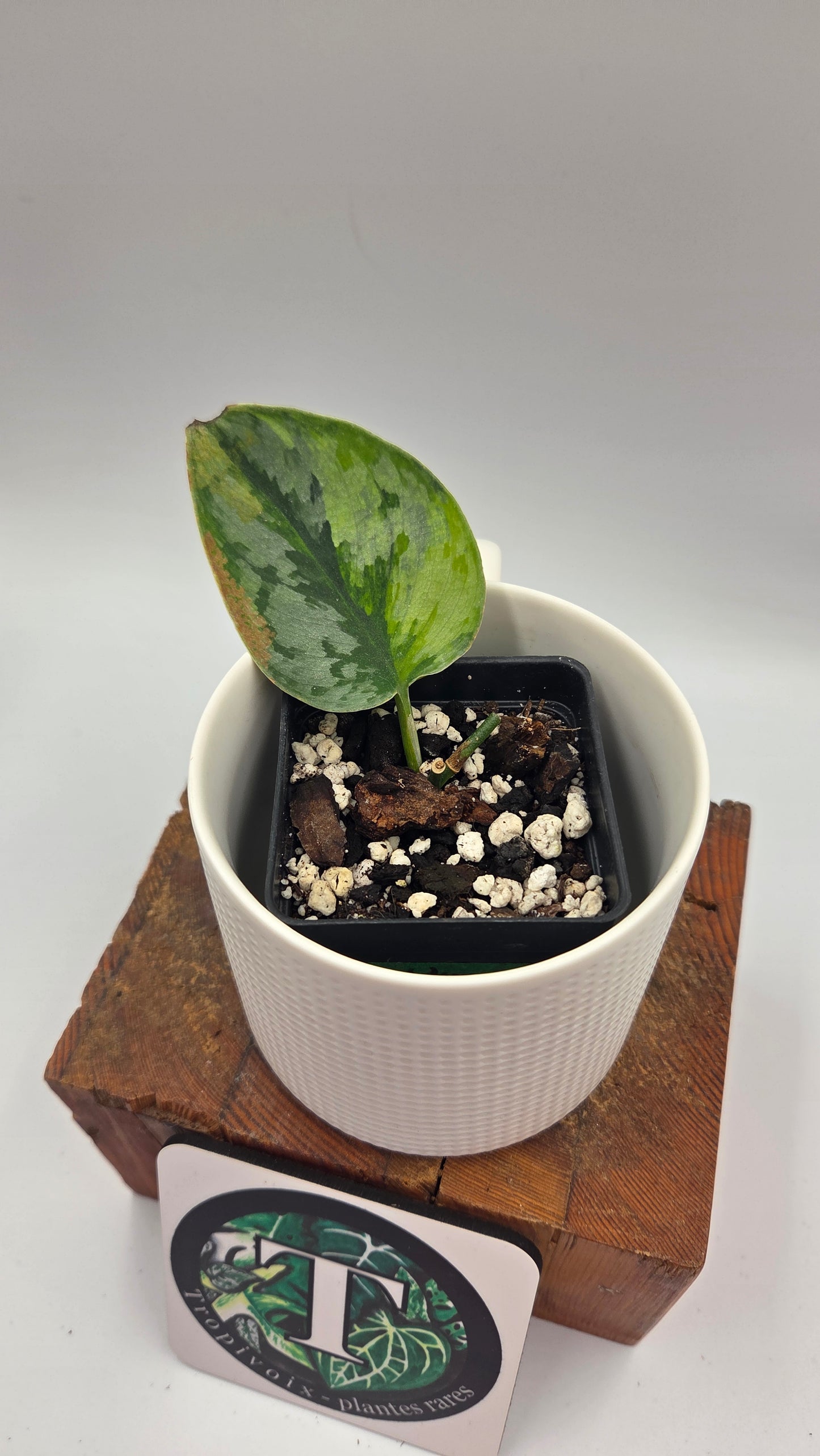 Scindapsus Yupa (SCI-1478)