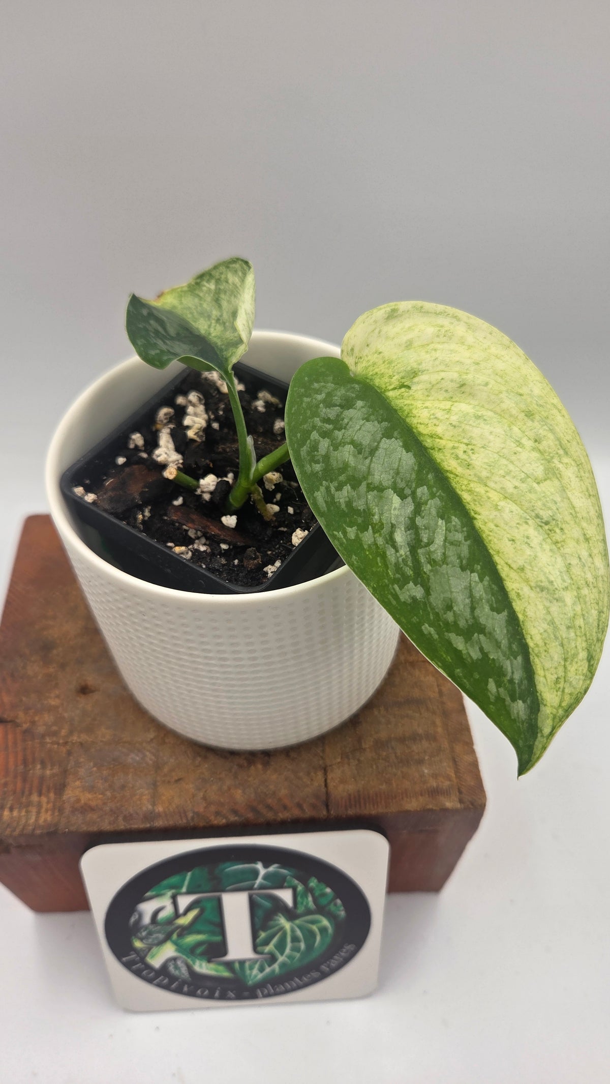 Scindapsus Silver Cloud variegata "Génétique moitié&moitié" (SCI-1523)