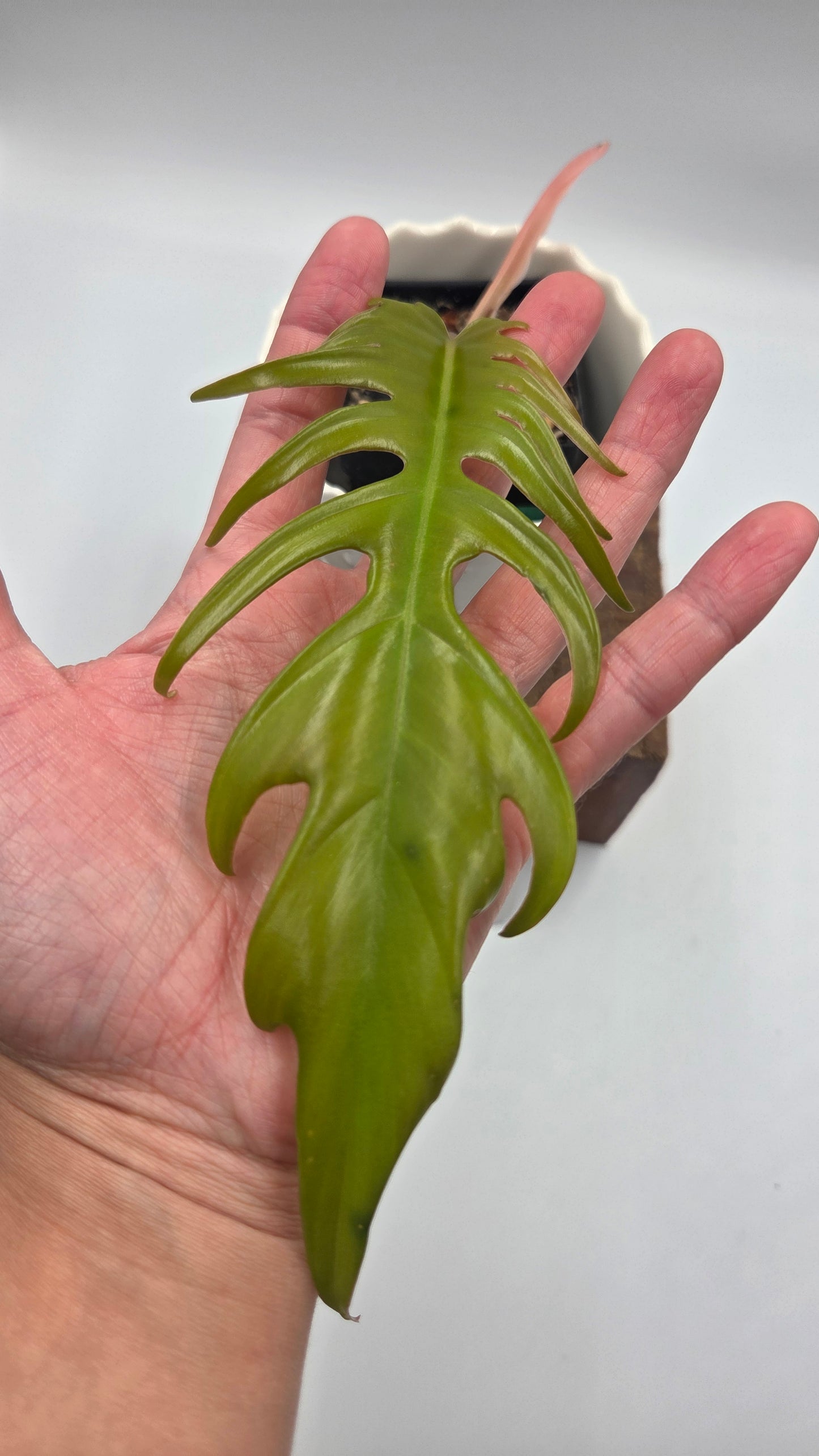 Philodendron Florida Beauty X Tortum REVERT(PHI-714)