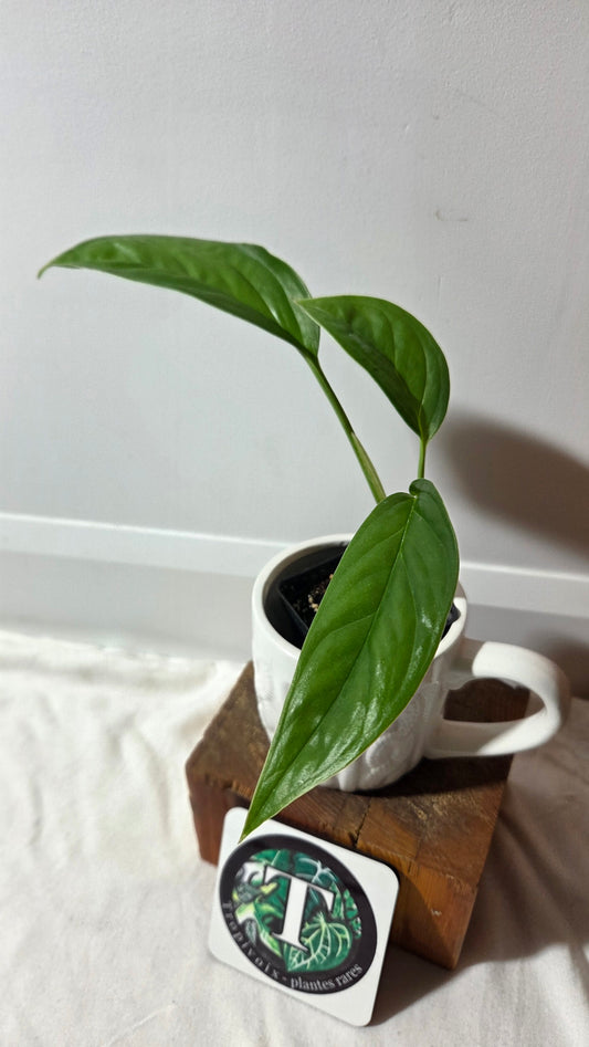 Monstera Obliqua Aff Calacali (MON-514)