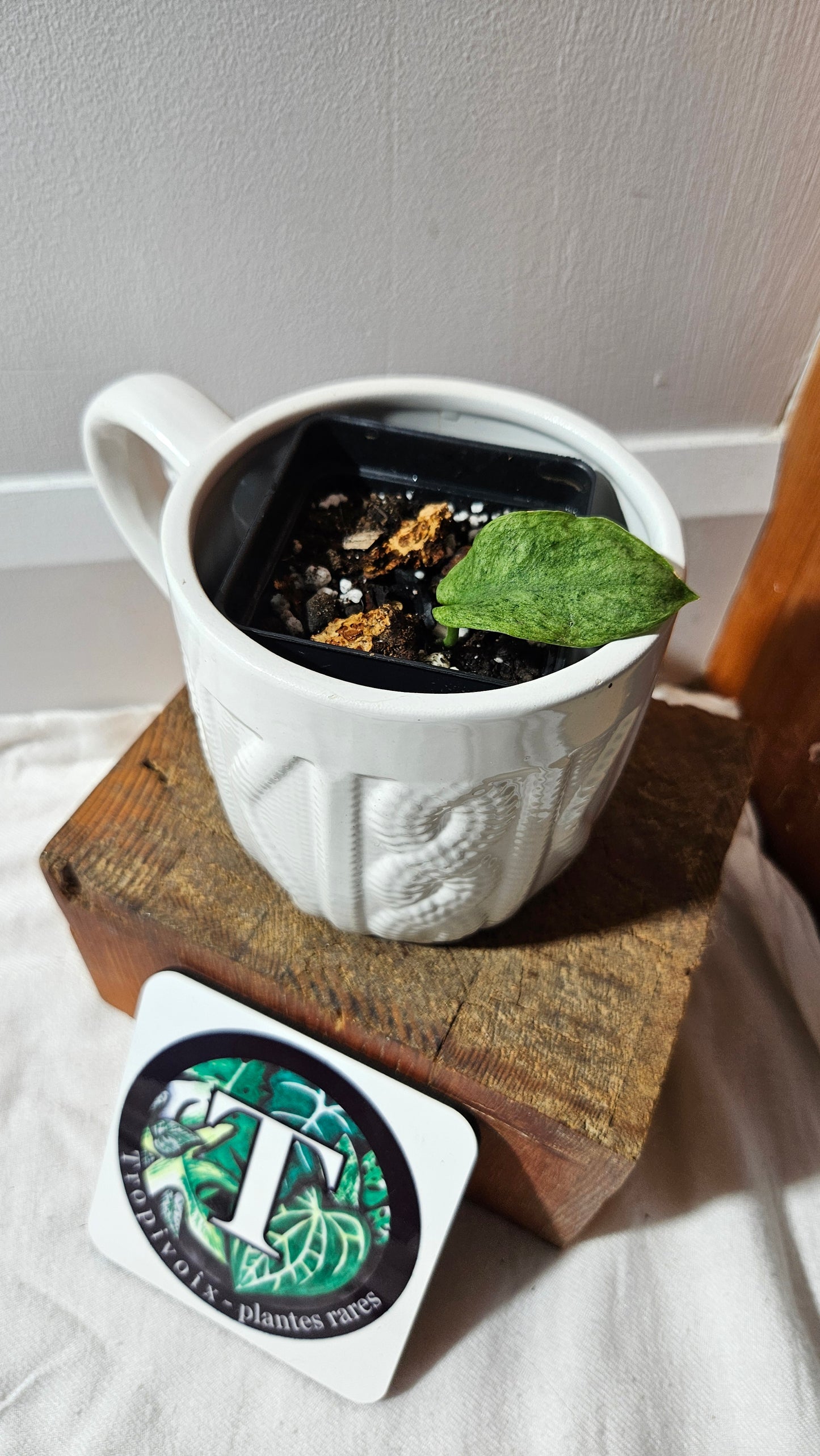 Scindapsus Mojito (SCI-1173)