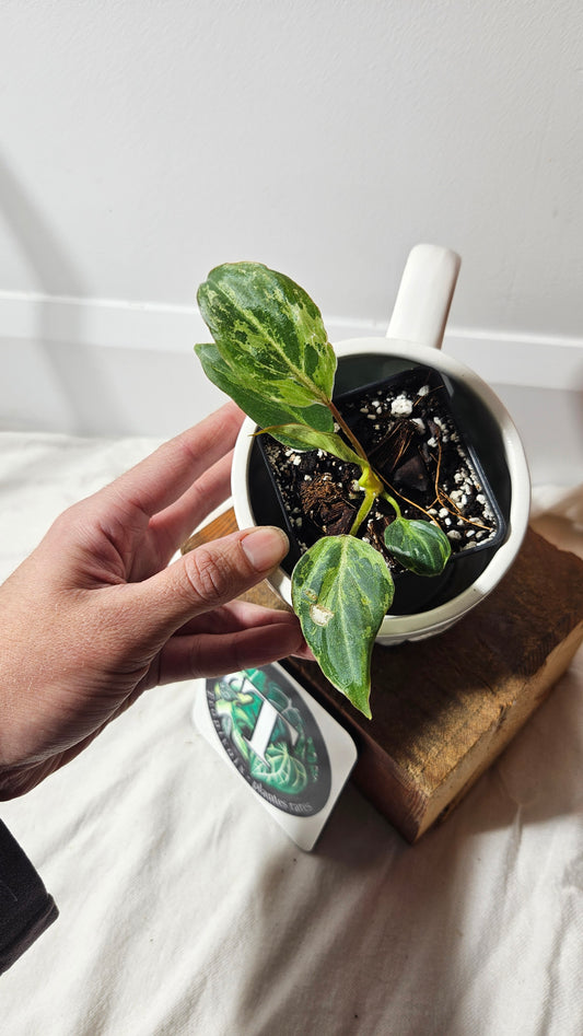 Philodendron Gloriosum "Snow leopard" (PHI-609)