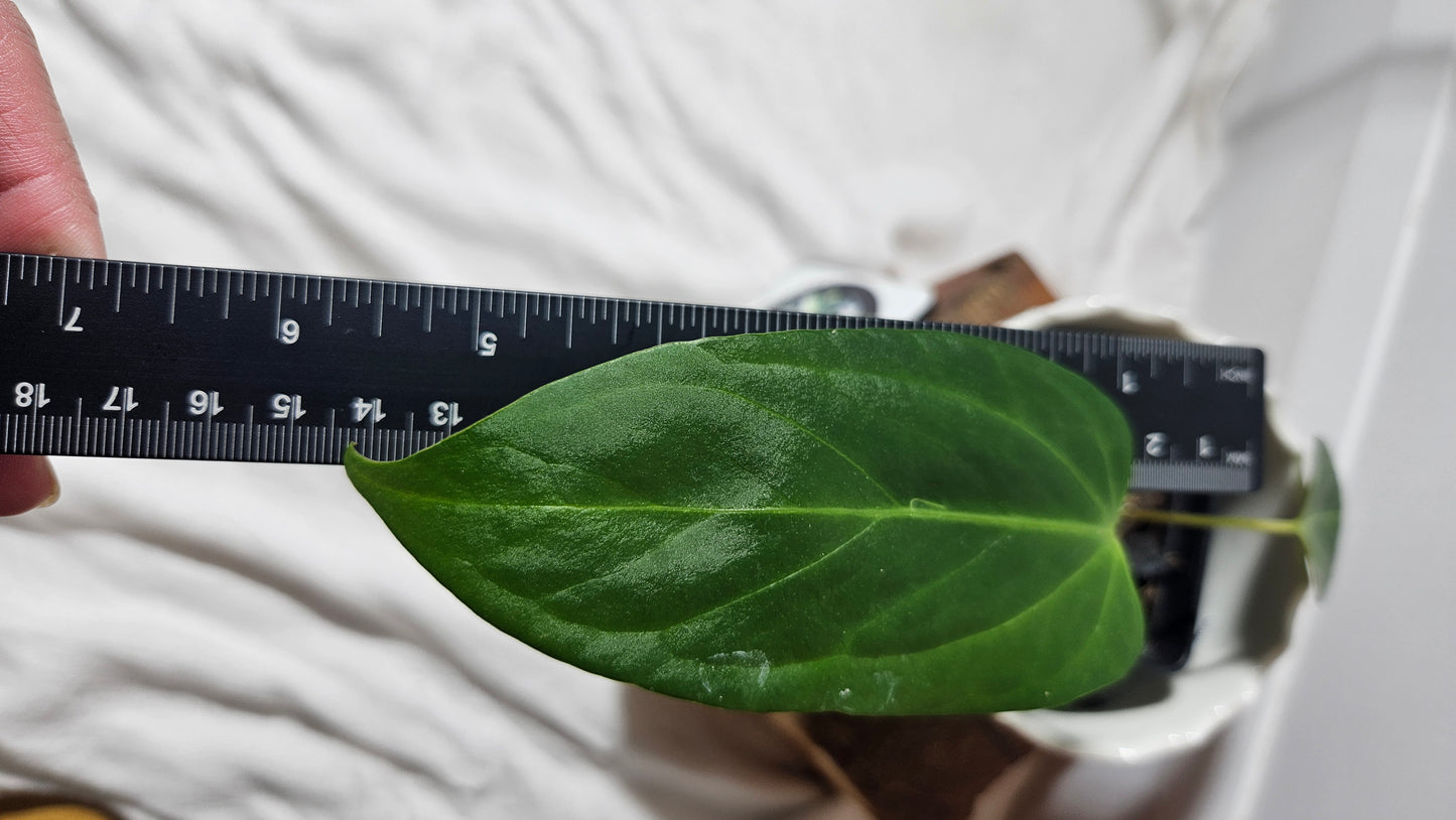 Anthurium Portillae Indo "format PETIT" (ANT-228)