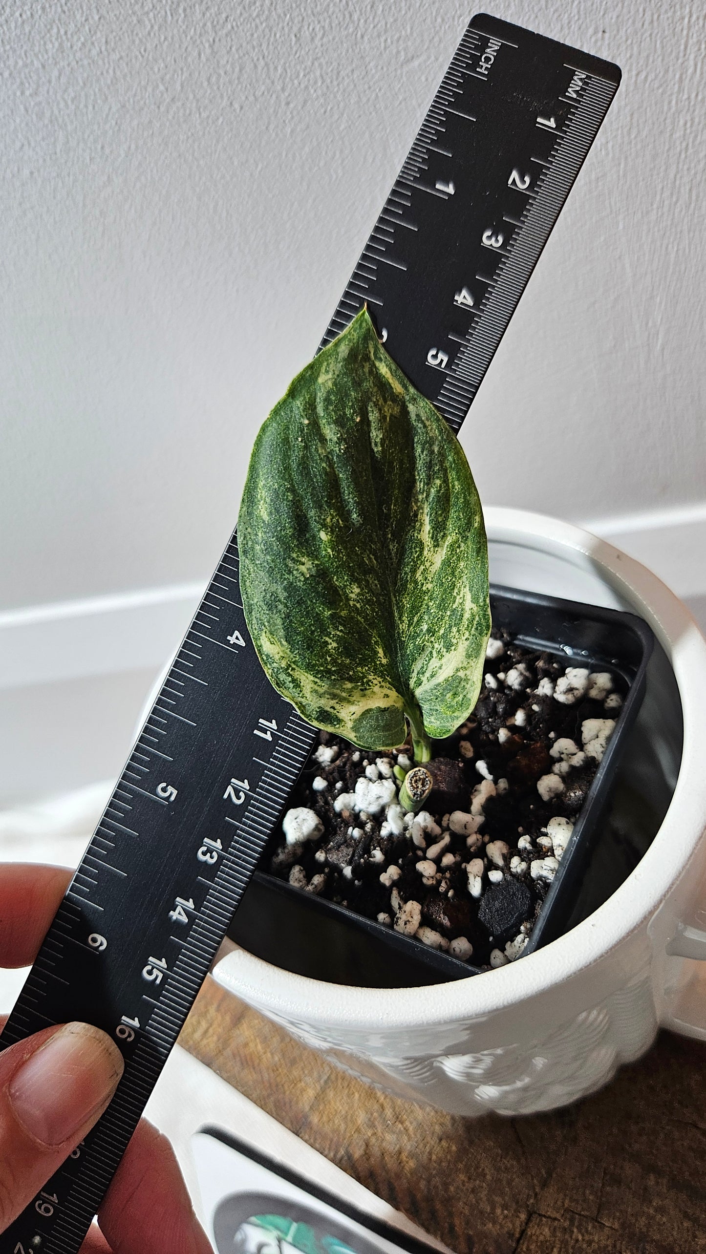 Scindapsus Silver Splash Tricolore (SCI-1154)