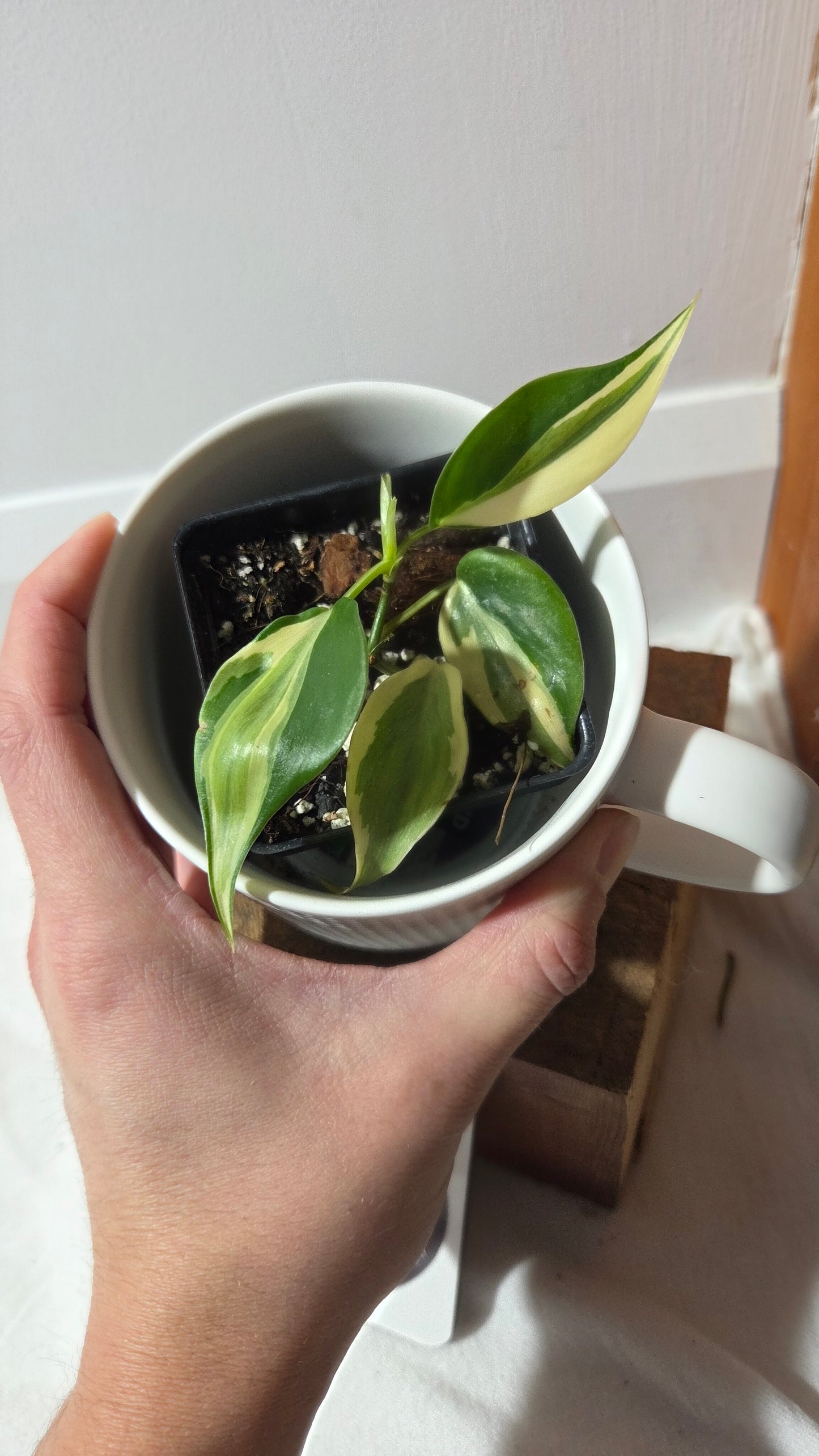 Philodendron Hederaceum Rio (PHI-989)