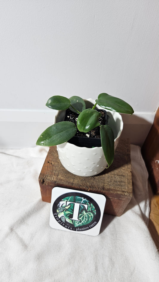 Philodendron Violin silver (PHI-633)
