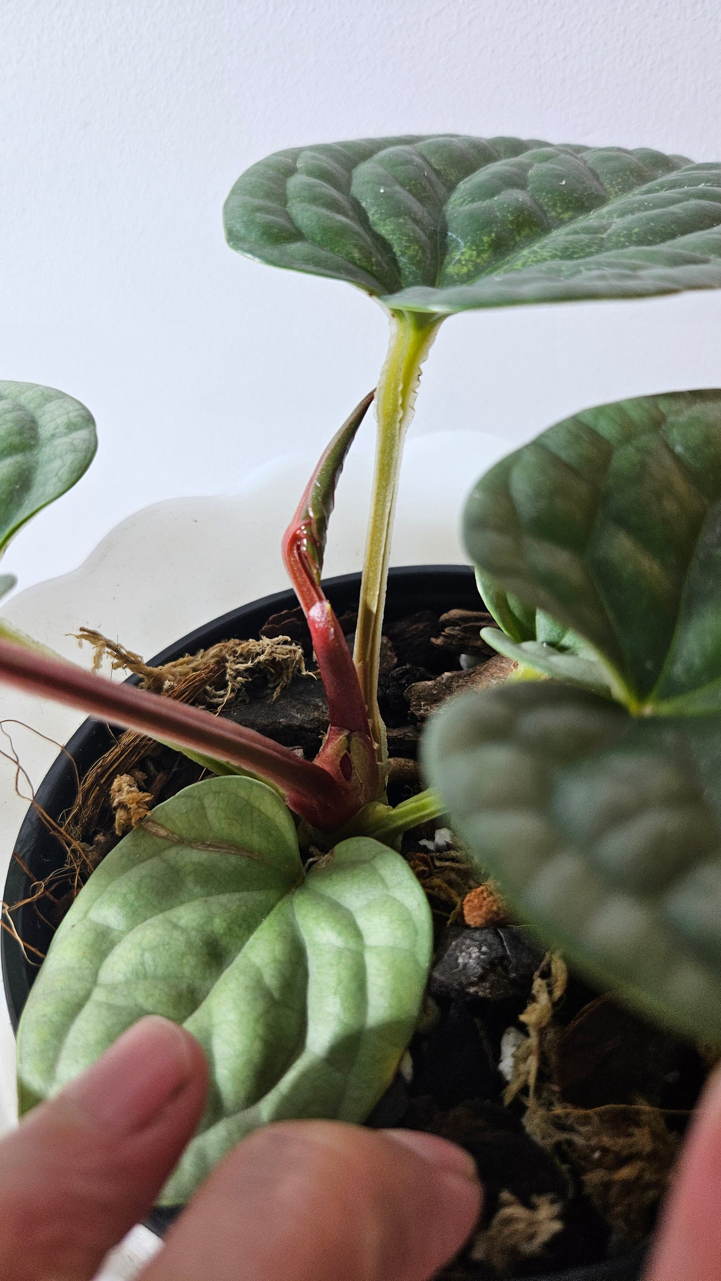 Anthurium Luxurian Super Platinum "format MOYEN" (ANT-170)