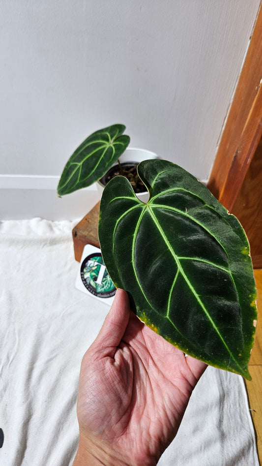 Anthurium Besseae Aff Pink "Format MOYEN/LARGE" (ANT-528)