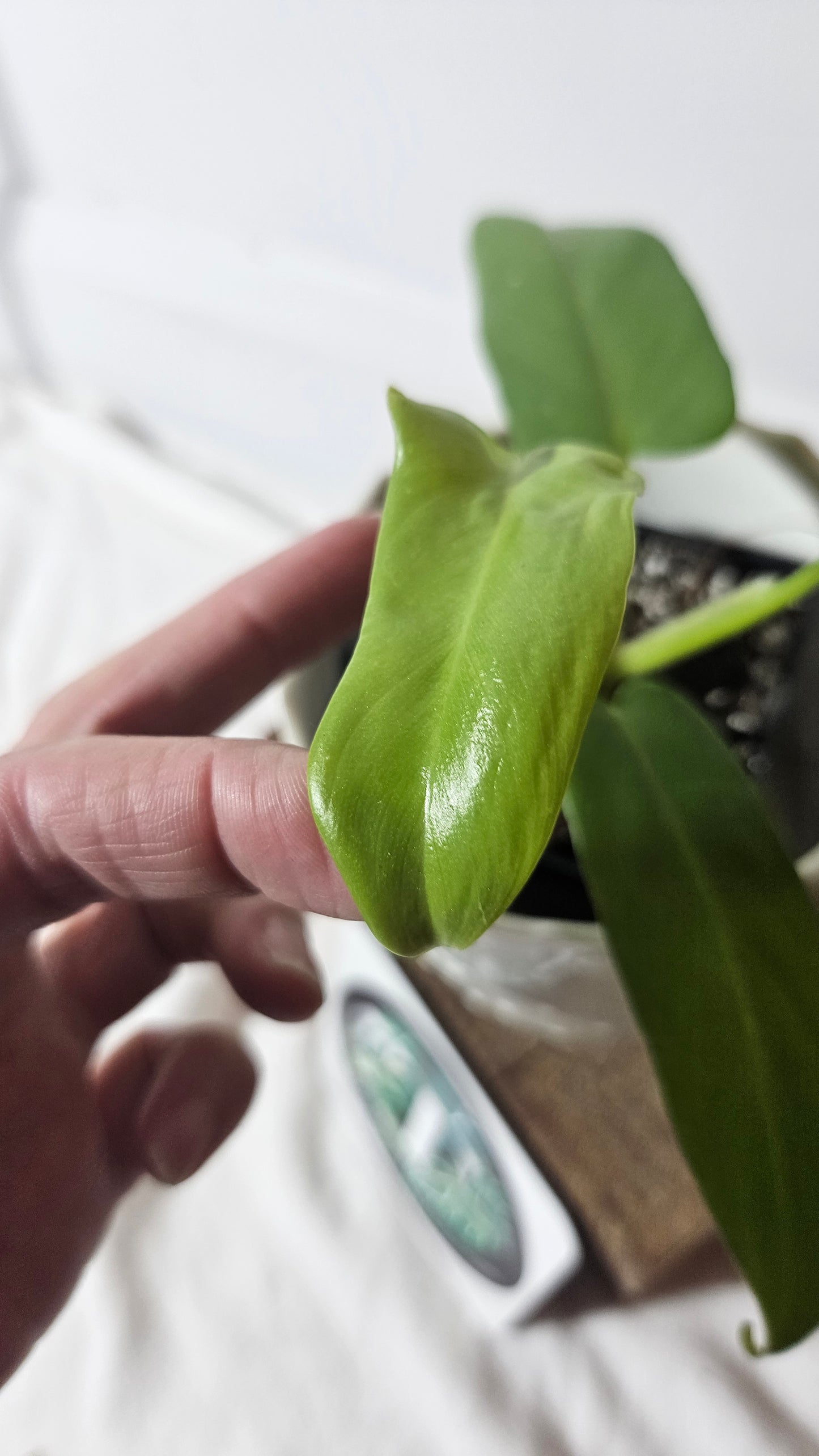 Philodendron Gold Violin/Bipennifolium (PHI-632)