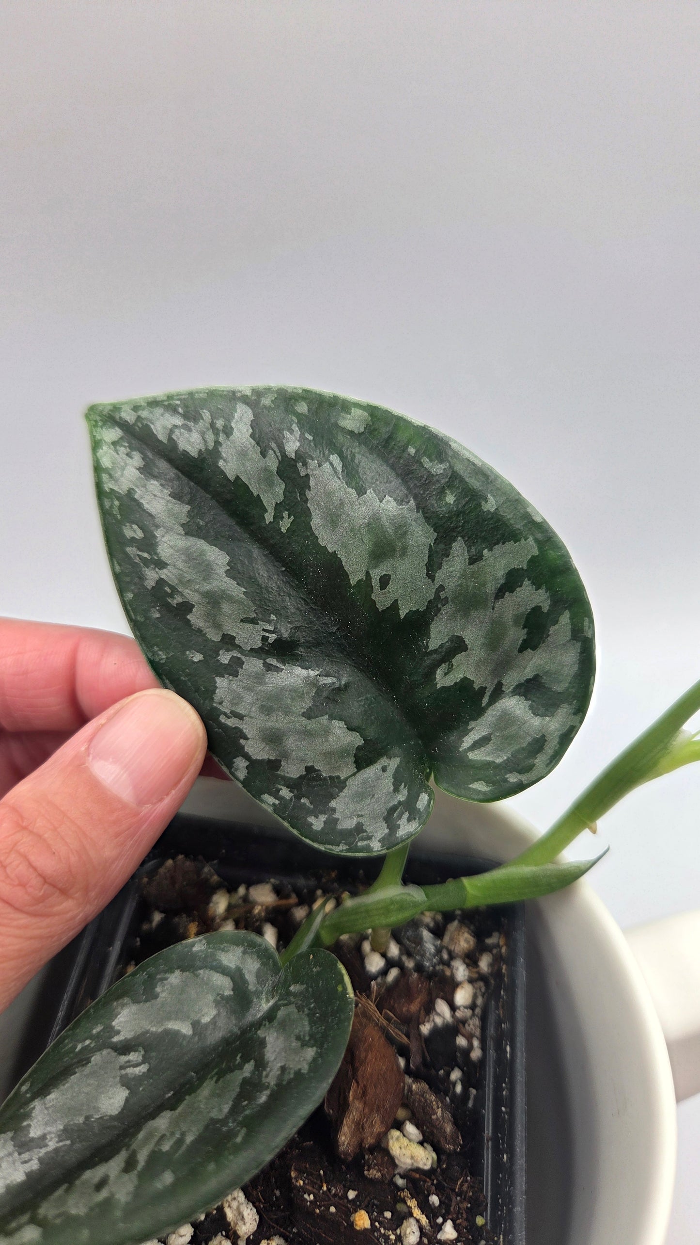 Scindapsus Dark Tricolore (SCI-1486)