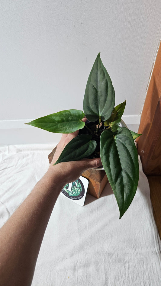 Anthurium Napo X Luxurians "format MOYEN" (ANT-427)
