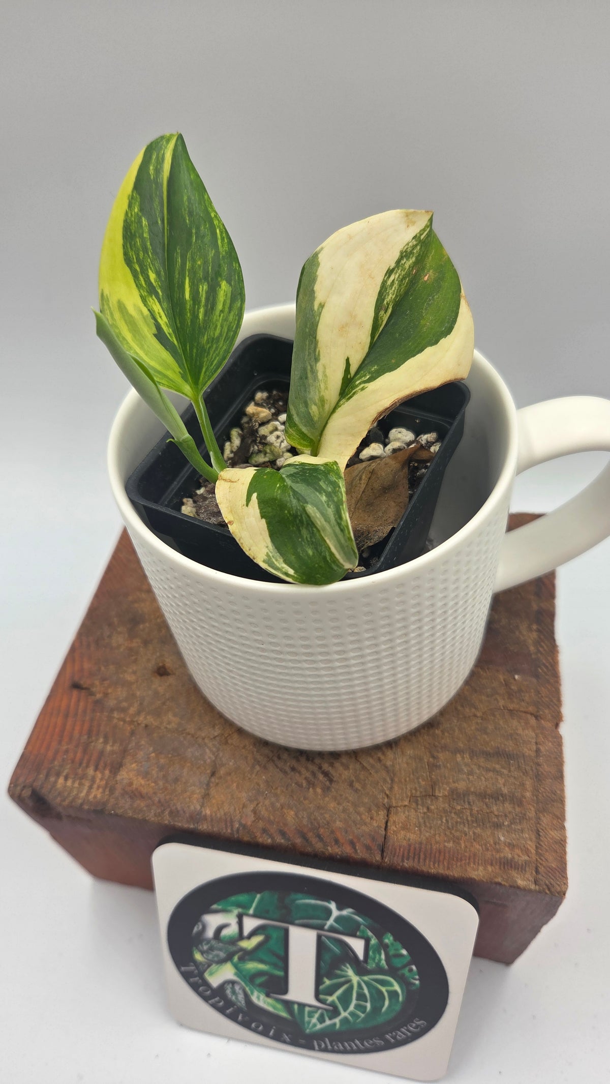 Scindapsus Rubicon (SCI-1528)