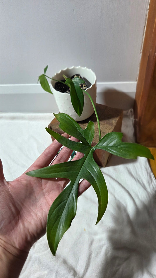 Philodendron Gladhands (PHI-958)