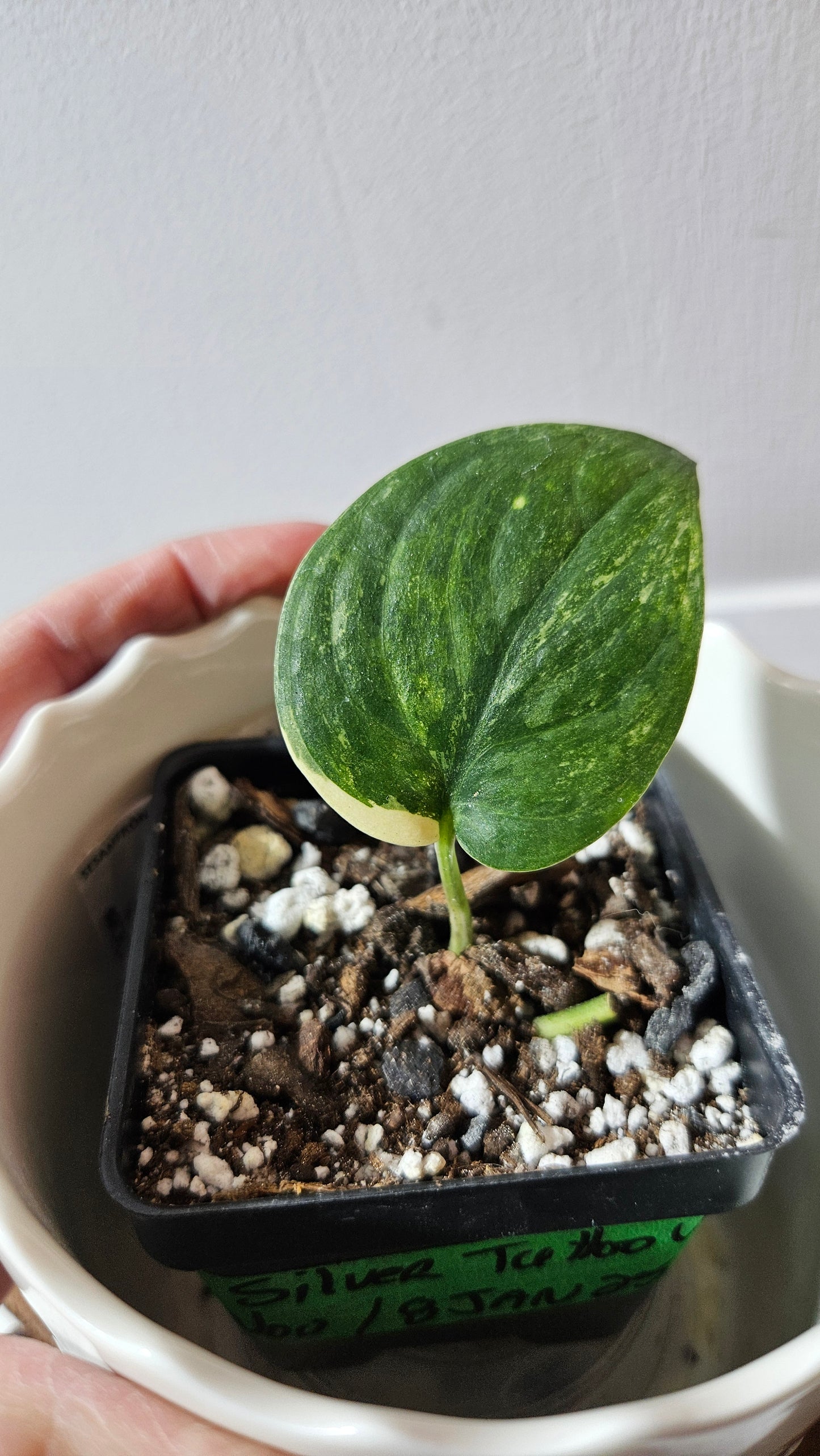 Scindapsus Silver Tattoo Variegata (SCI-752)