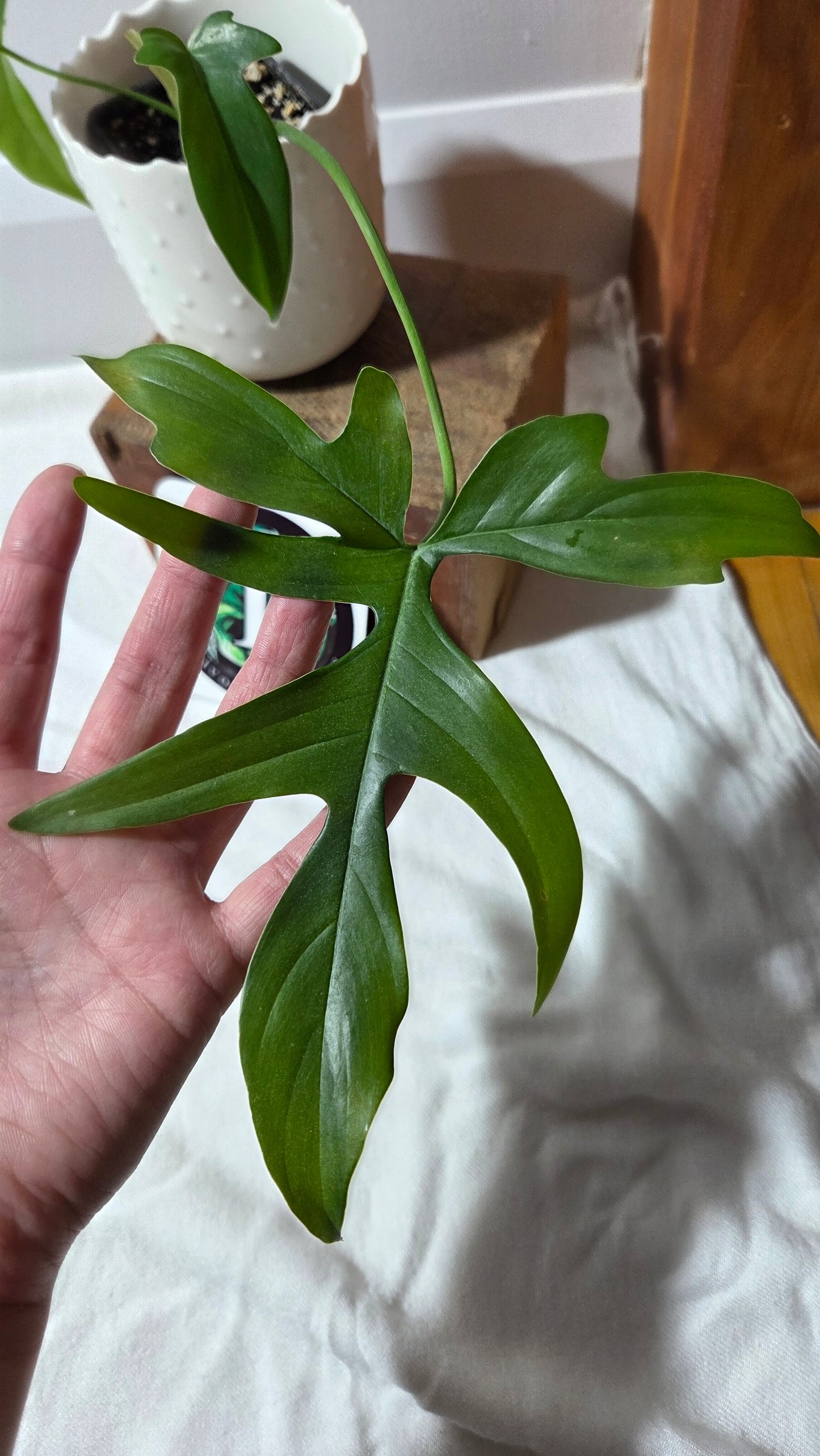 Philodendron Gladhands (PHI-958)