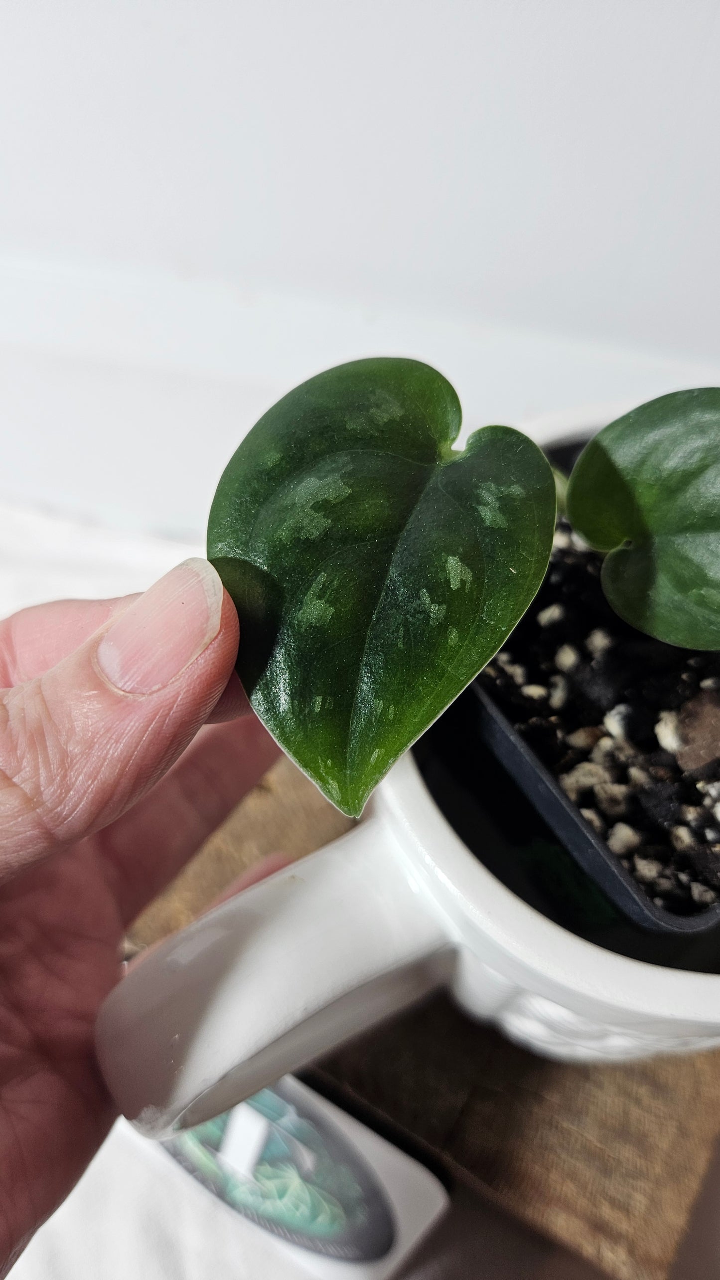 Scindapsus Black Mamba Mutation (SCI-591)