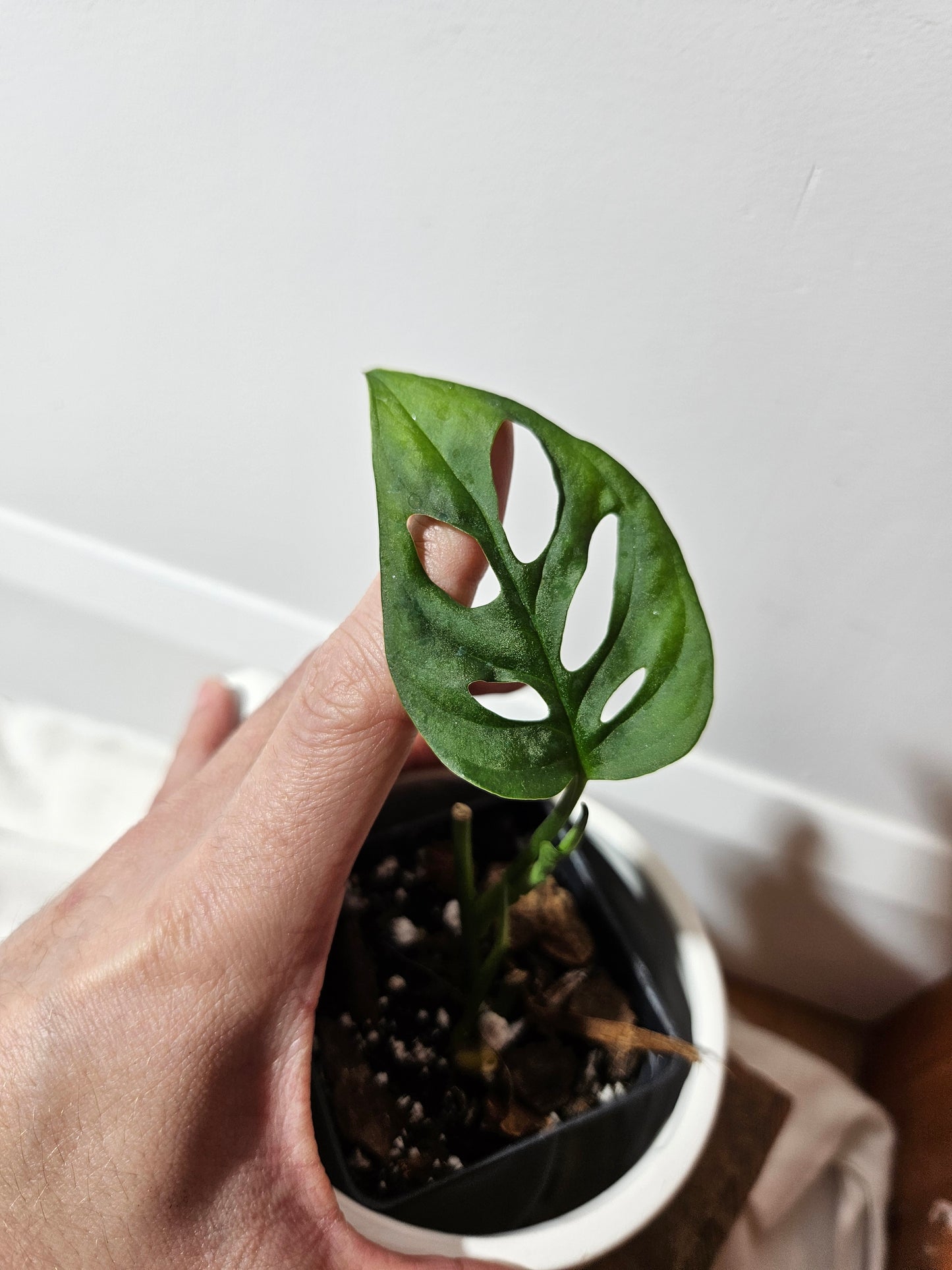 Monstera Patchicutza (MON-166)